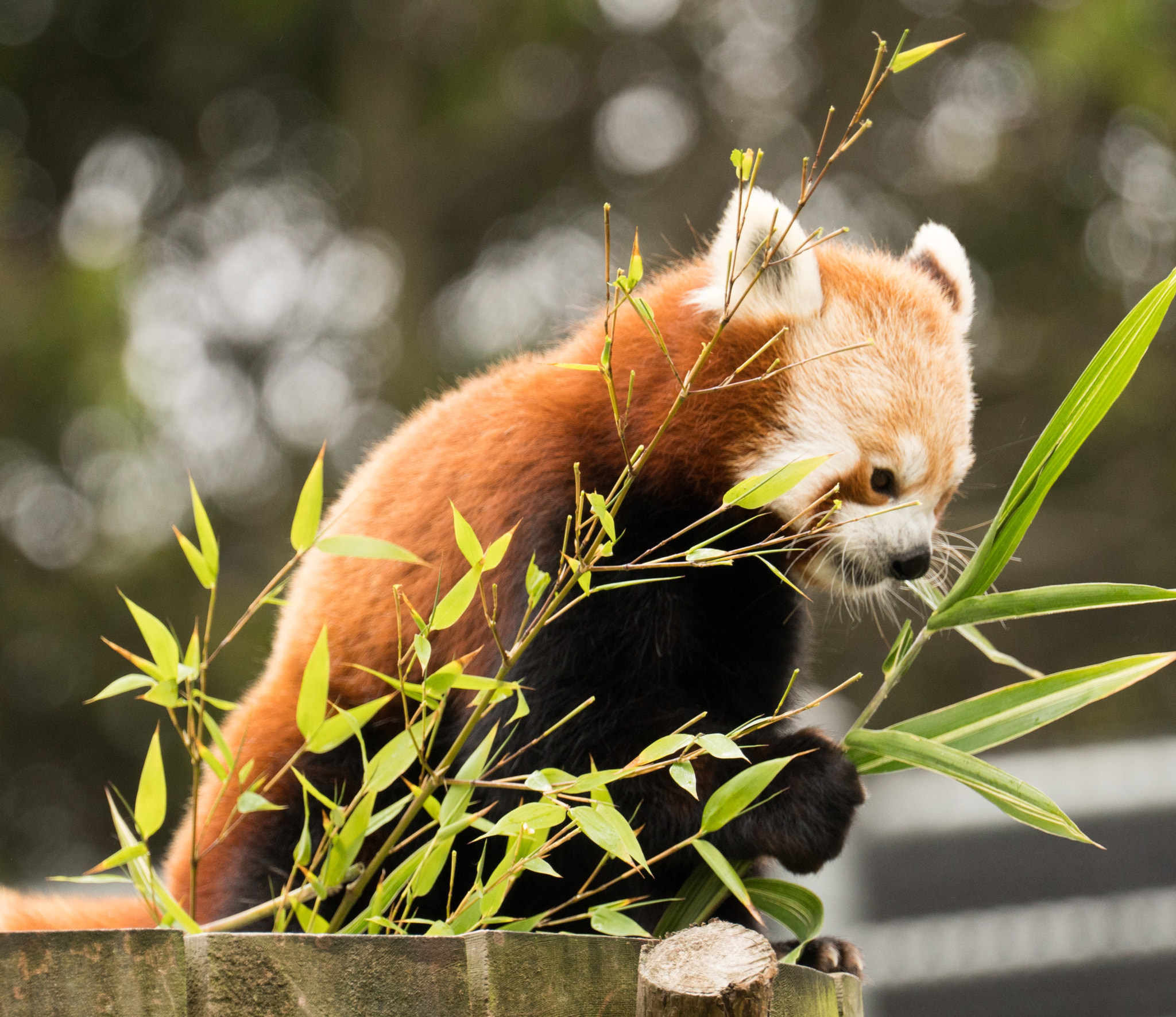 Sony FE 70-300mm F4.5-5.6 G OSS sample photo. Red panda photography