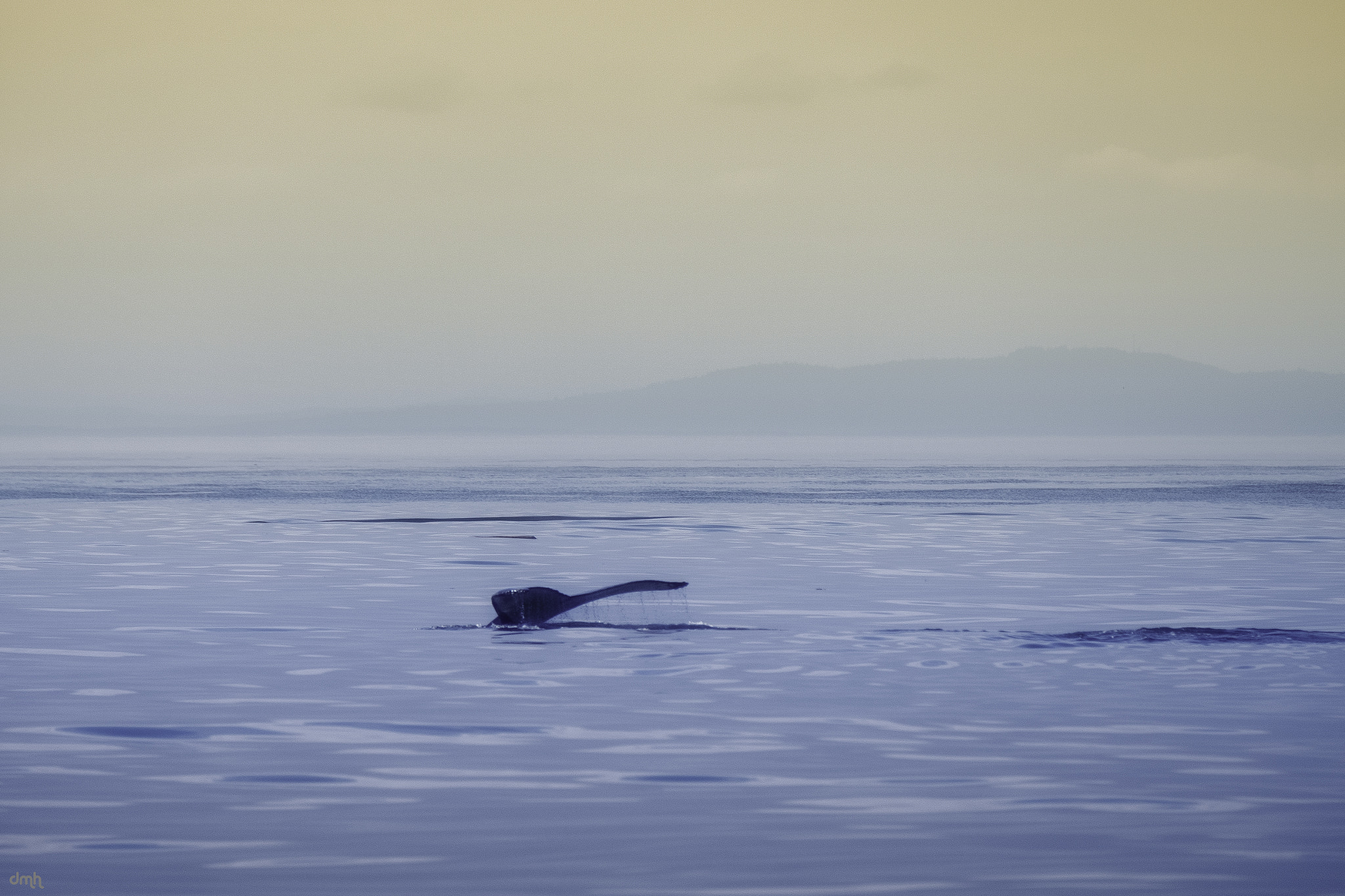 Fujifilm XF 100-400mm F4.5-5.6 R LM OIS WR sample photo. Cruising along photography