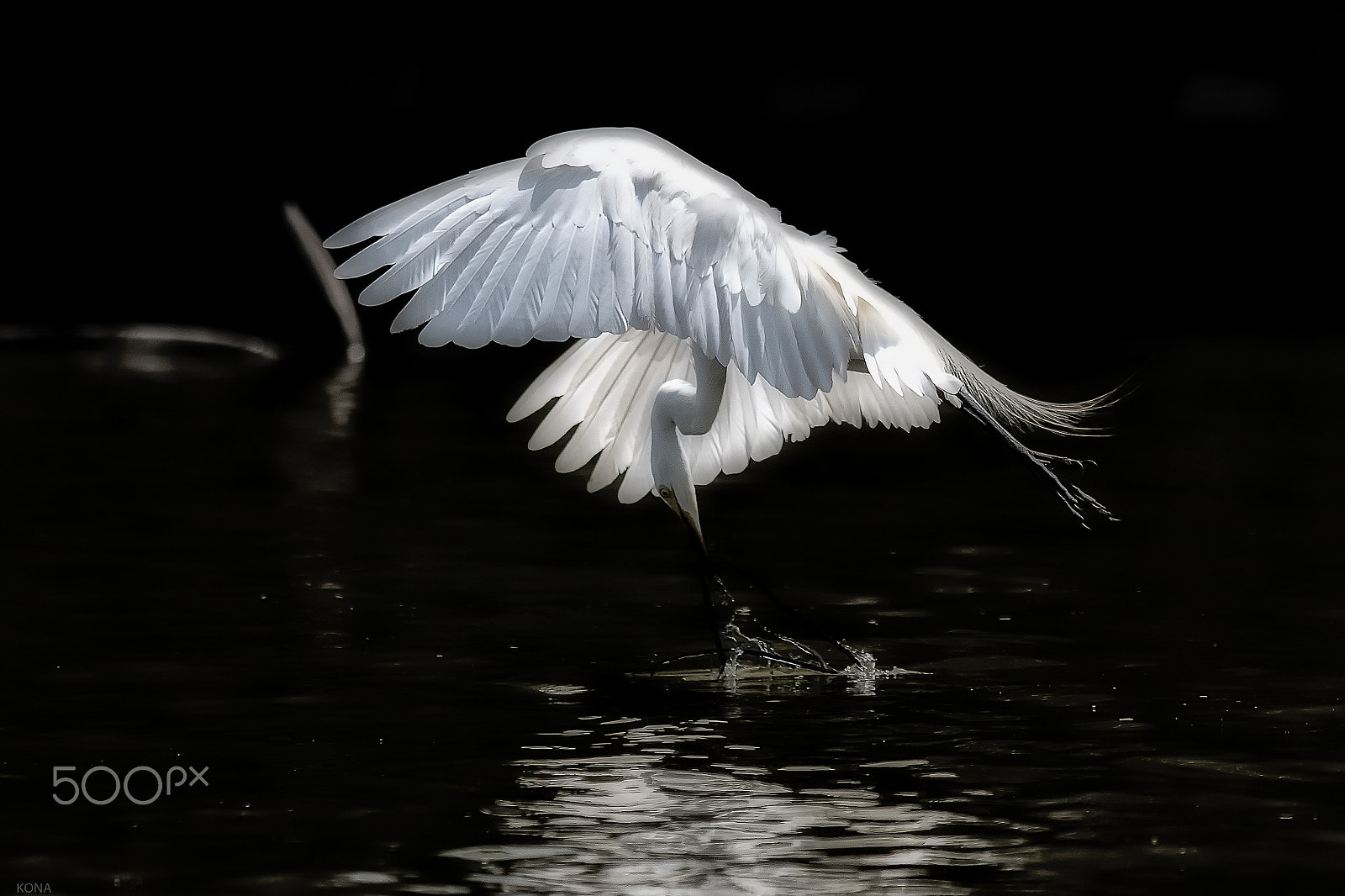 Nikon AF-S Nikkor 400mm F2.8G ED VR II sample photo. Sagi photography