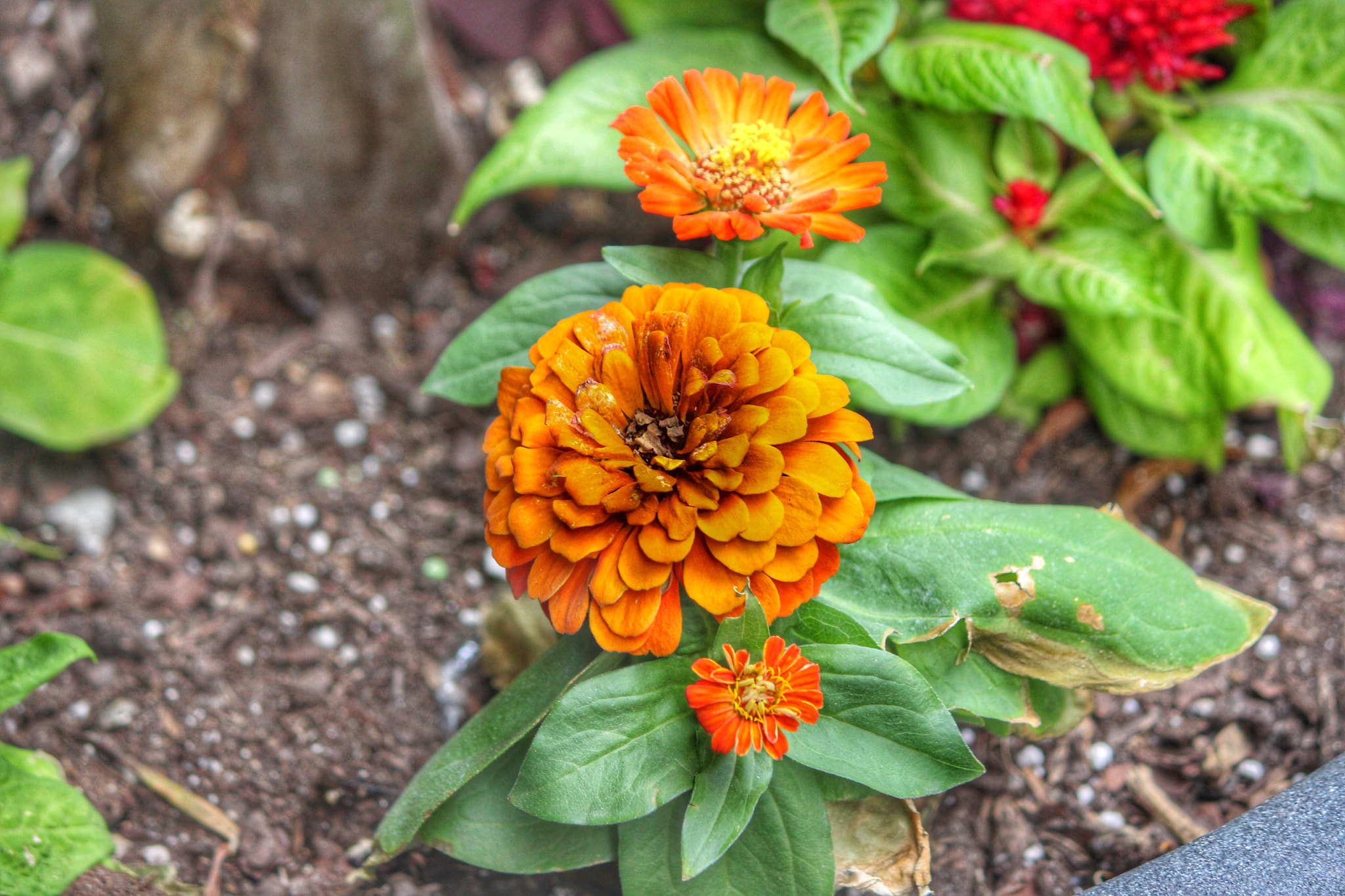 Canon EF-S 55-250mm F4-5.6 IS II sample photo
