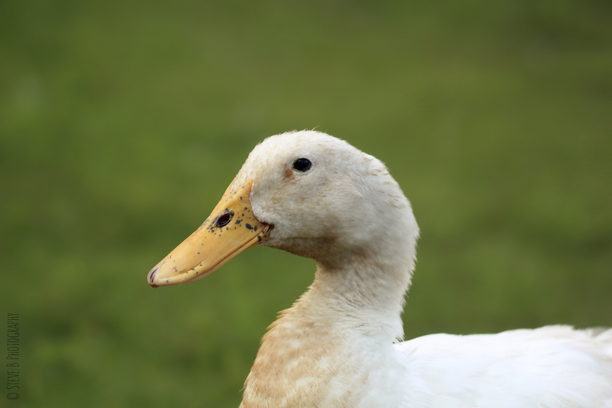 Tamron SP 150-600mm F5-6.3 Di VC USD sample photo. Duck photography