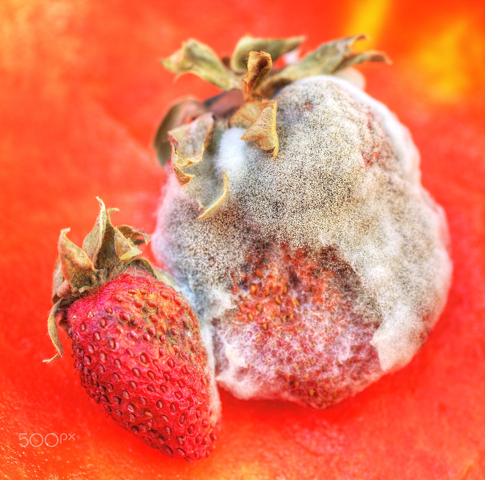Canon EOS 5DS + Canon EF 100mm F2.8L Macro IS USM sample photo. Rotten trawberries wirth fungus photography