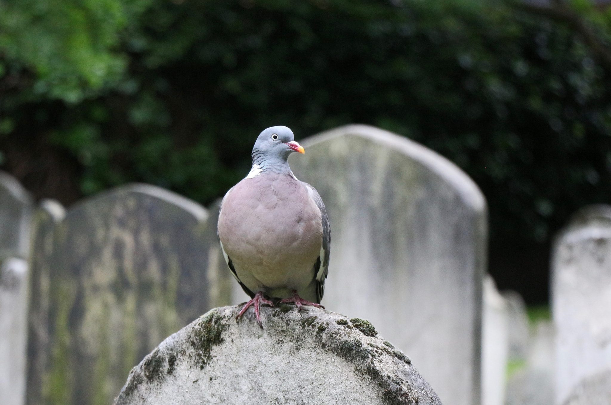 Canon EOS M + Canon EF-S 18-135mm F3.5-5.6 IS STM sample photo. Dove at bunhill fields, london photography