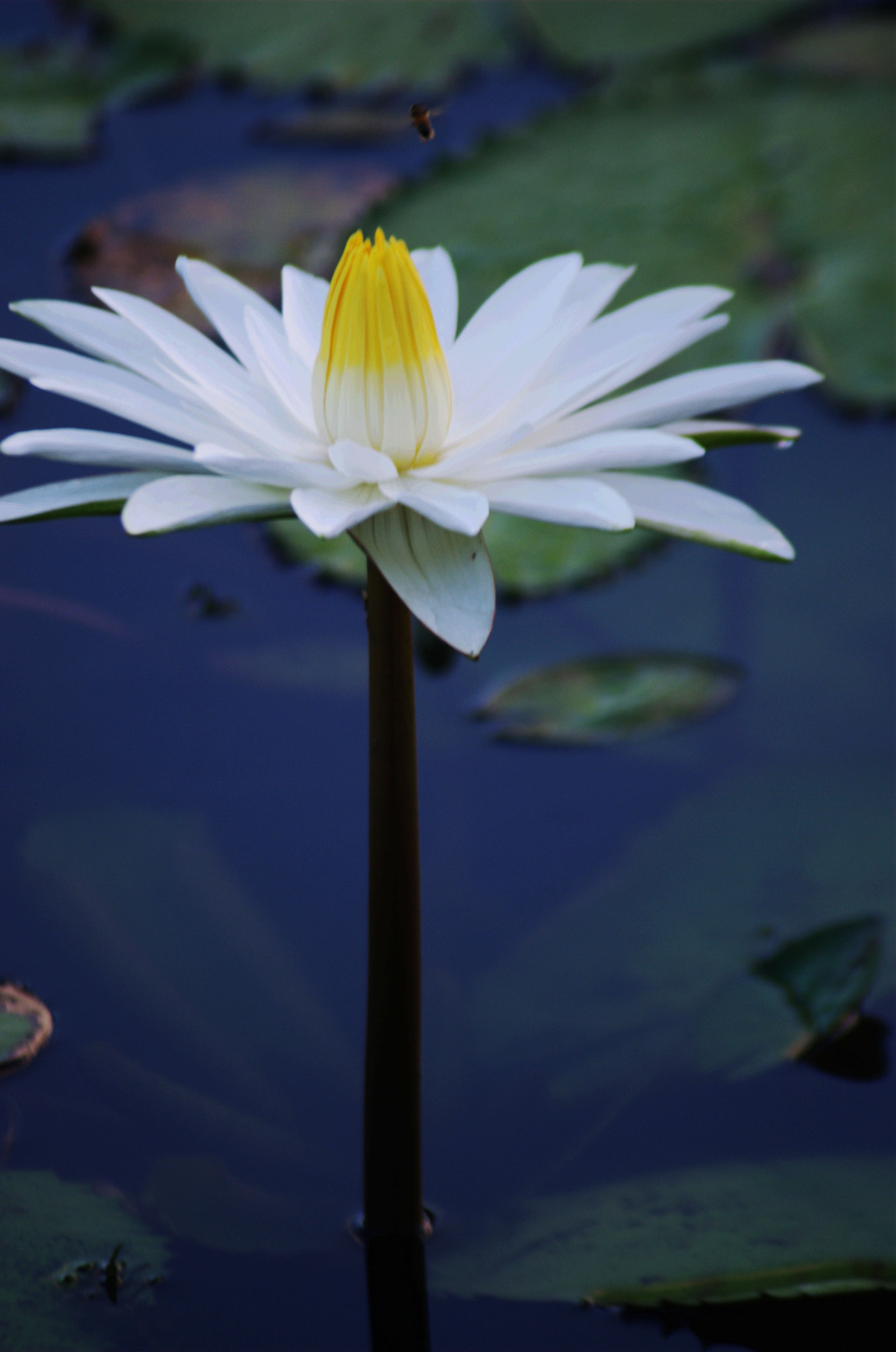 AF Zoom-Nikkor 70-300mm f/4-5.6D ED sample photo. Divina photography