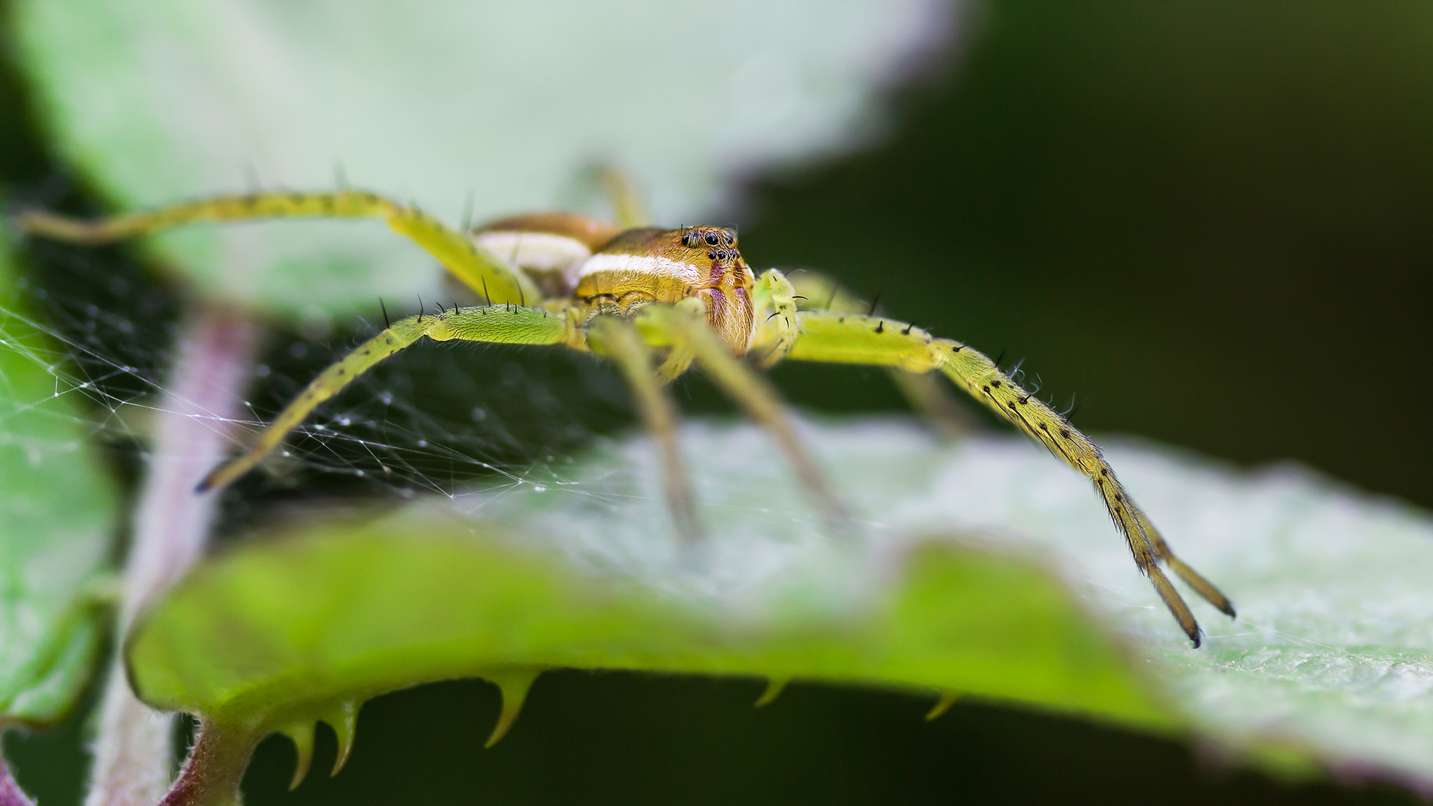 Canon EOS 60D + Sigma 70mm F2.8 EX DG Macro sample photo. Dolomedes photography