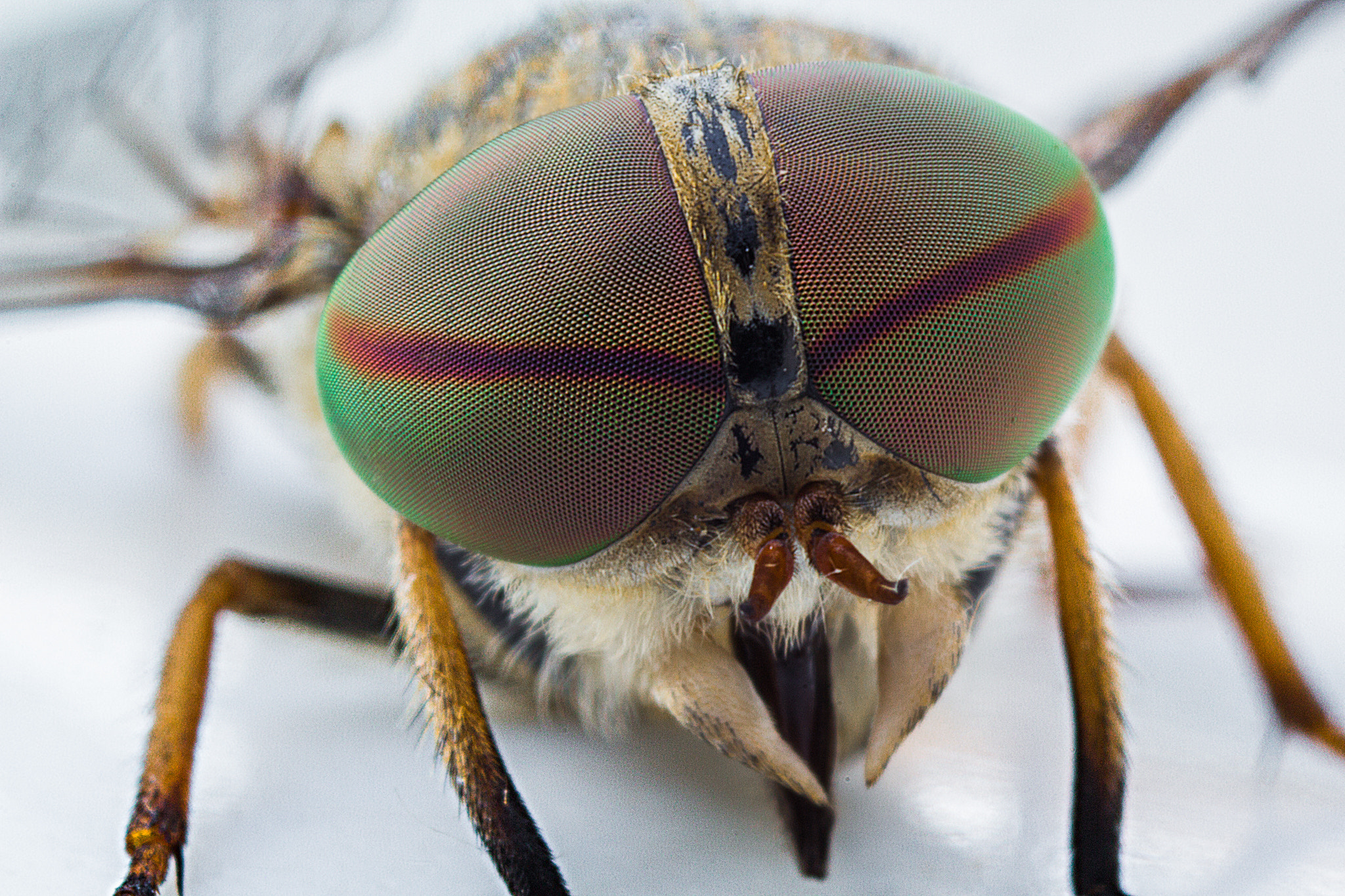 Canon EOS 60D + Canon EF 50mm F2.5 Macro sample photo. Tabanidae photography