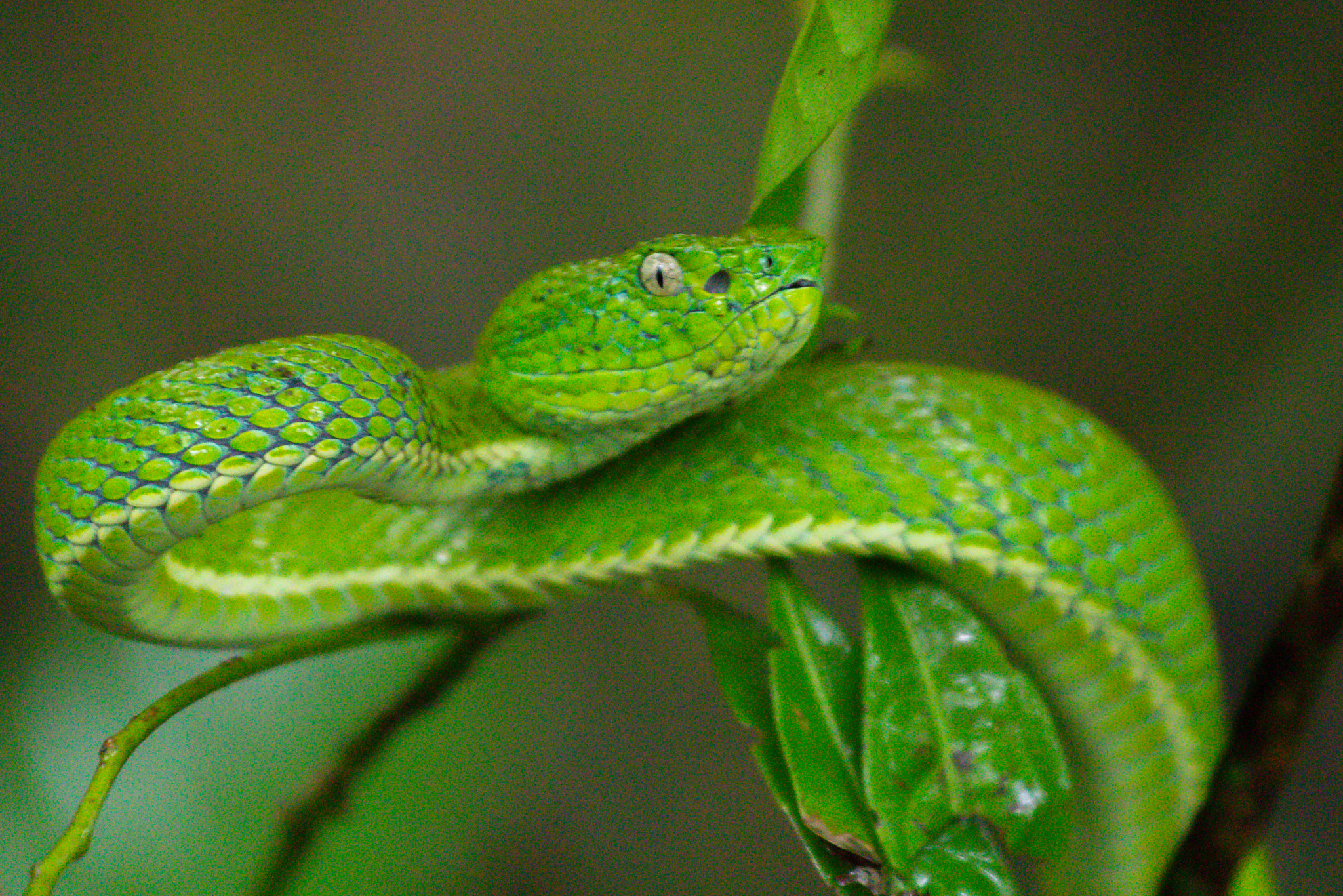 Canon EOS 1200D (EOS Rebel T5 / EOS Kiss X70 / EOS Hi) + Canon EF 70-200mm F4L IS USM sample photo. Snake photography