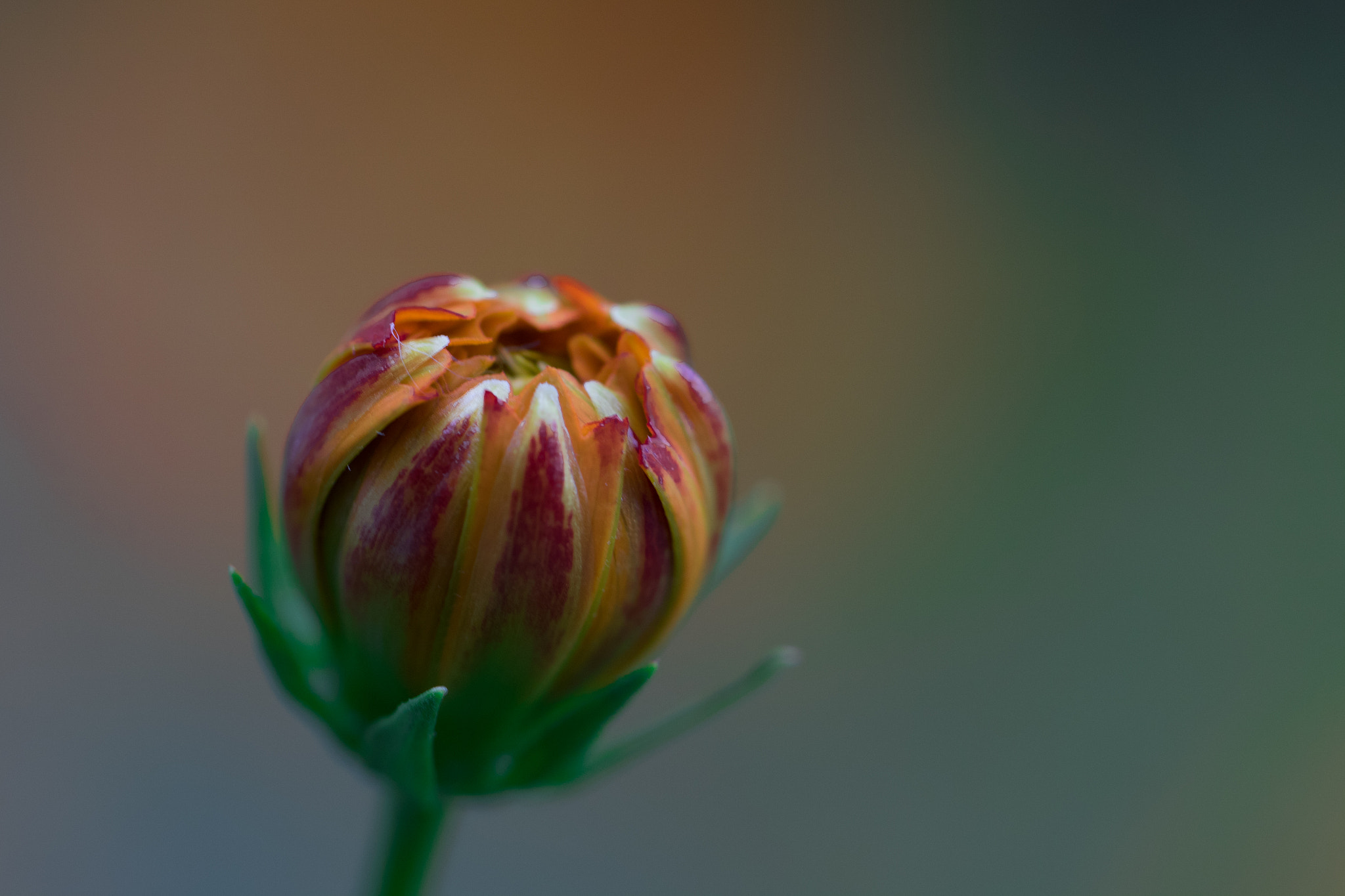 Canon EF 100mm F2.8L Macro IS USM sample photo. Tiny bud photography