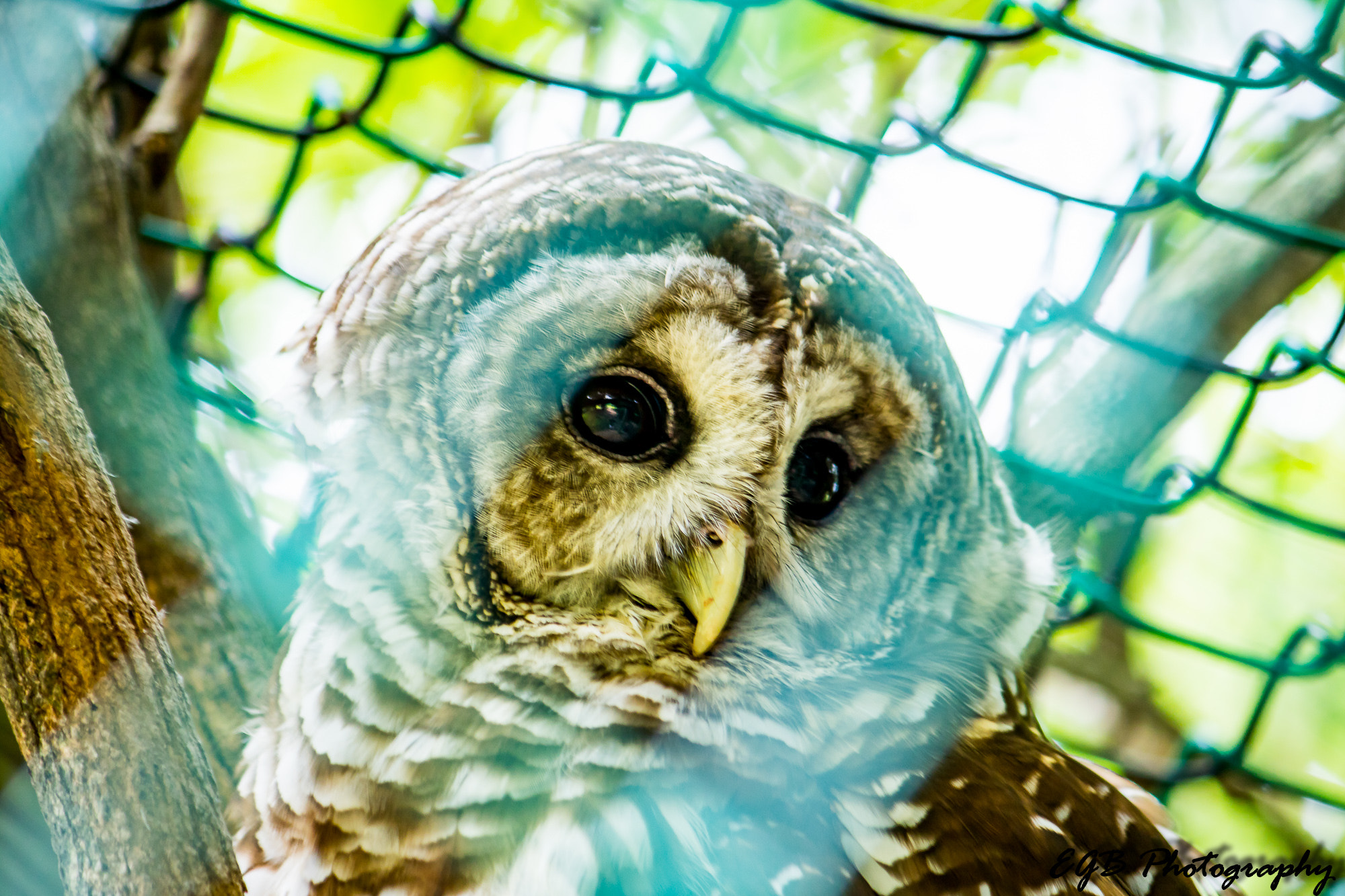 Canon EF-S 55-250mm F4-5.6 IS sample photo. Barred owl photography