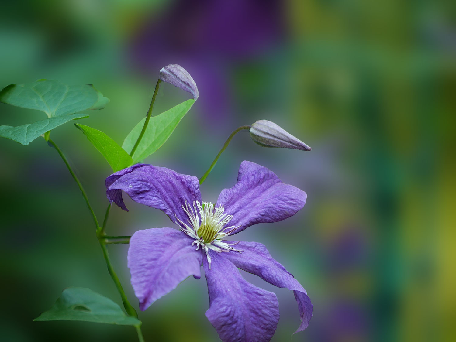 Panasonic Lumix DMC-G7 + Panasonic Lumix G Vario 45-200mm F4-5.6 OIS sample photo. Clematis photography