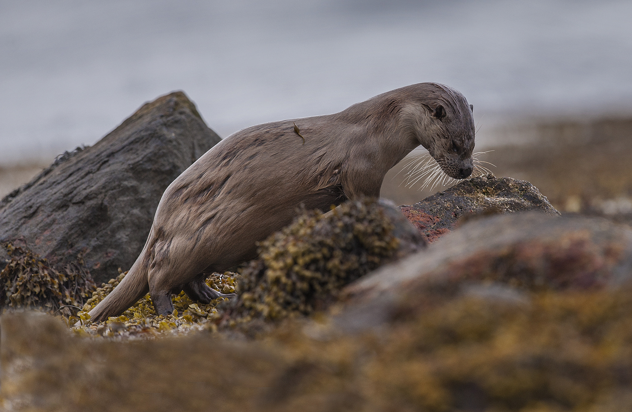 Nikon D700 + Nikon AF-S Nikkor 500mm F4G ED VR sample photo. Otter photography