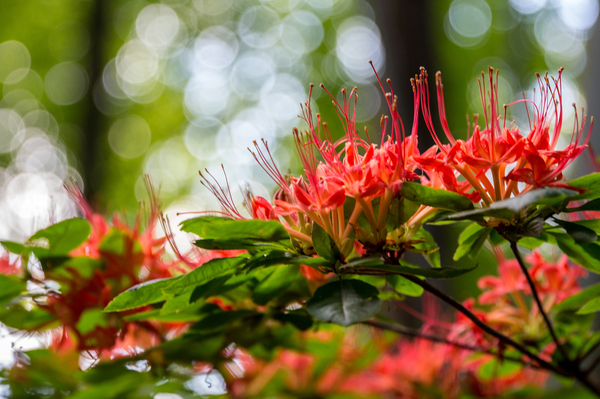Canon EOS 650D (EOS Rebel T4i / EOS Kiss X6i) sample photo. Flower bokeh photography