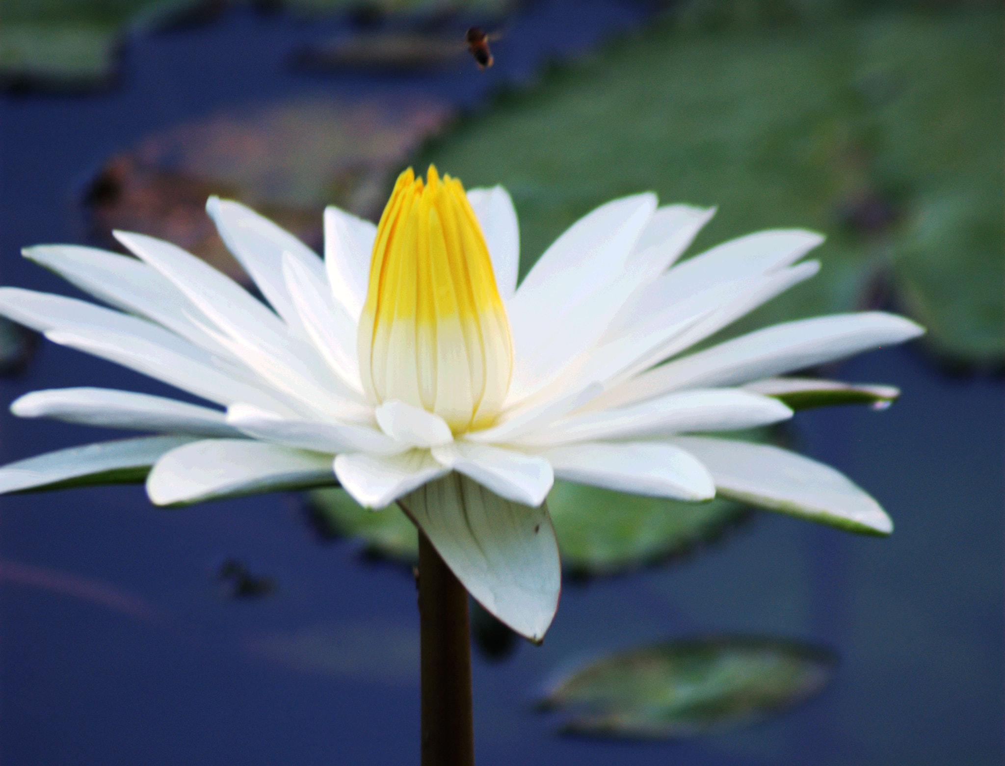 AF Zoom-Nikkor 70-300mm f/4-5.6D ED sample photo. Sweet love photography
