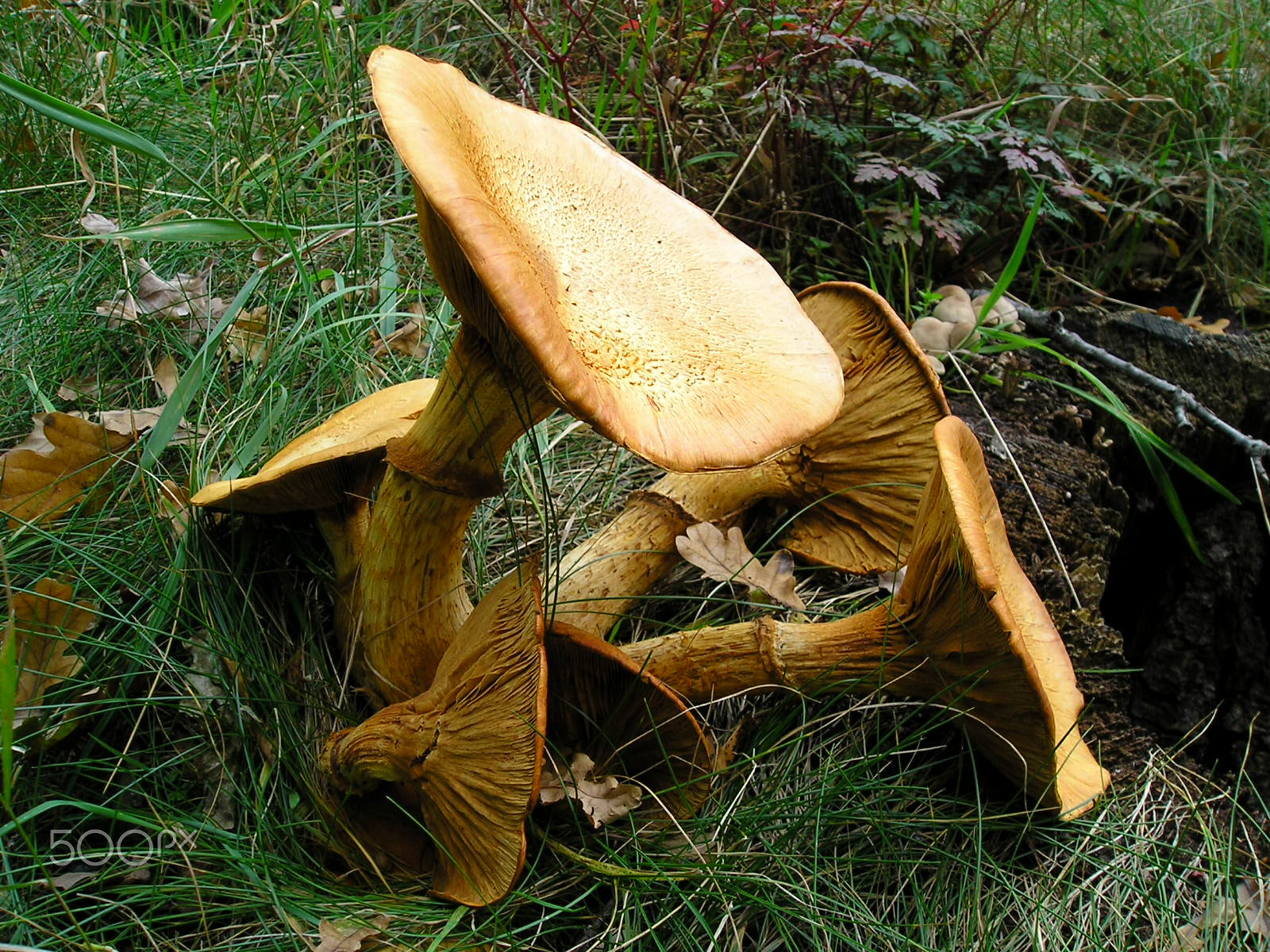 Olympus X400,D580Z,C460Z sample photo. Great fungi, so big !!! photography