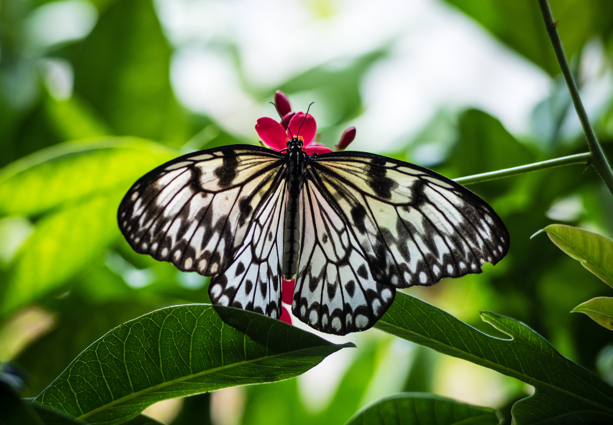 Olympus OM-D E-M5 II + Panasonic Lumix G Vario 45-200mm F4-5.6 OIS sample photo. Nature at its best photography