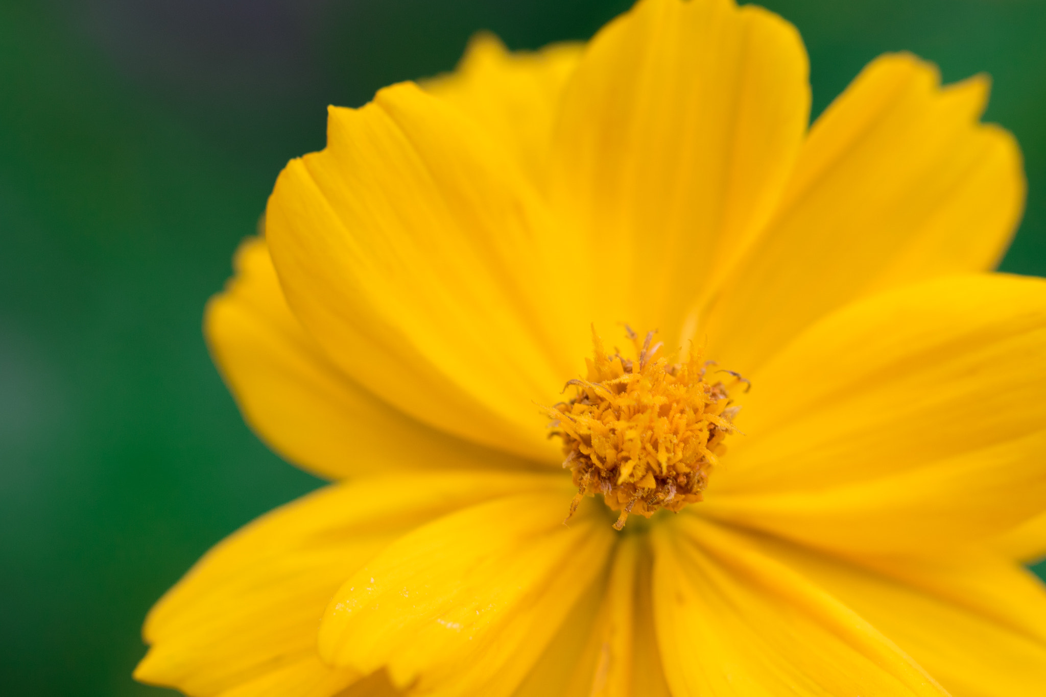 Canon EF 100mm F2.8L Macro IS USM sample photo. Yellow flower photography