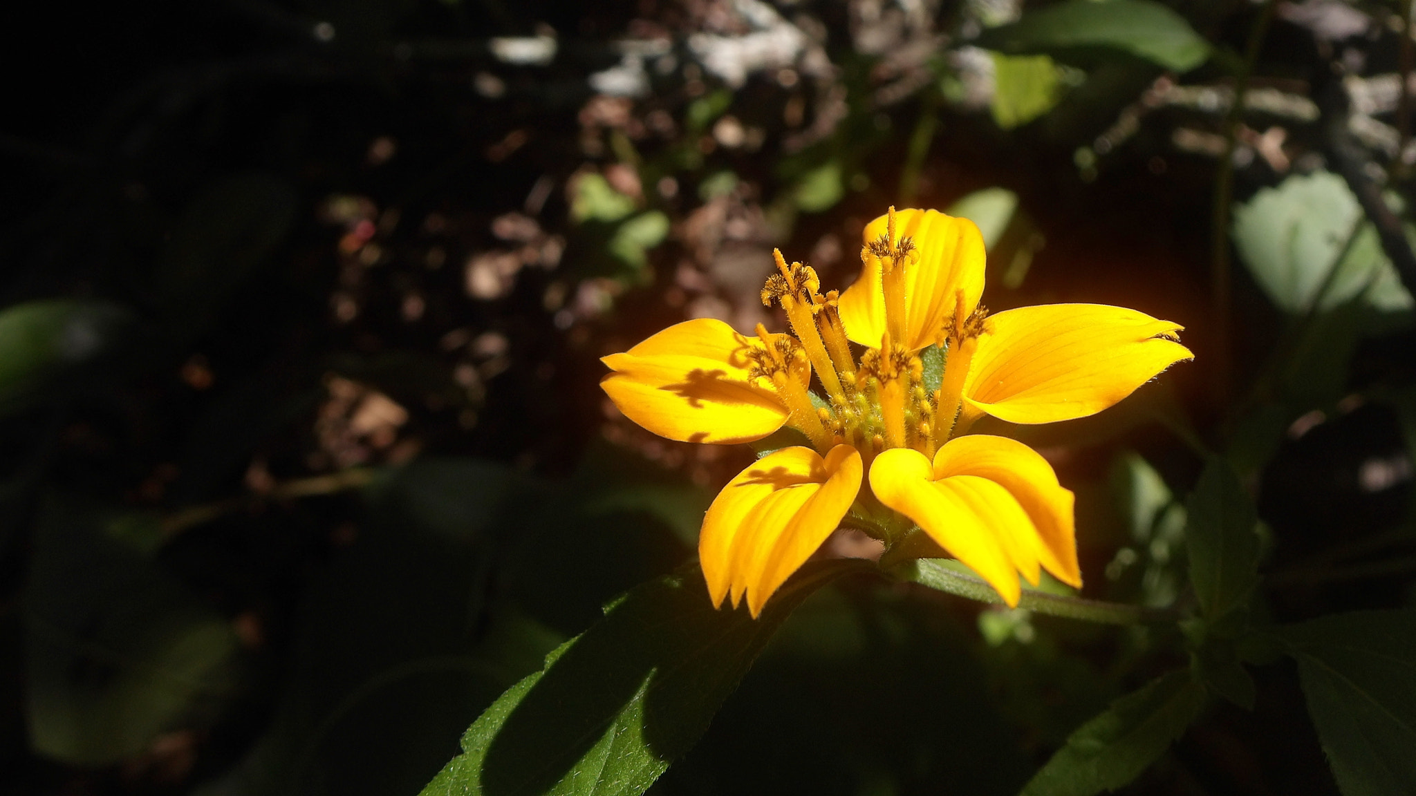 JK KODAK PIXPRO SL10 sample photo. Flor silvestre photography