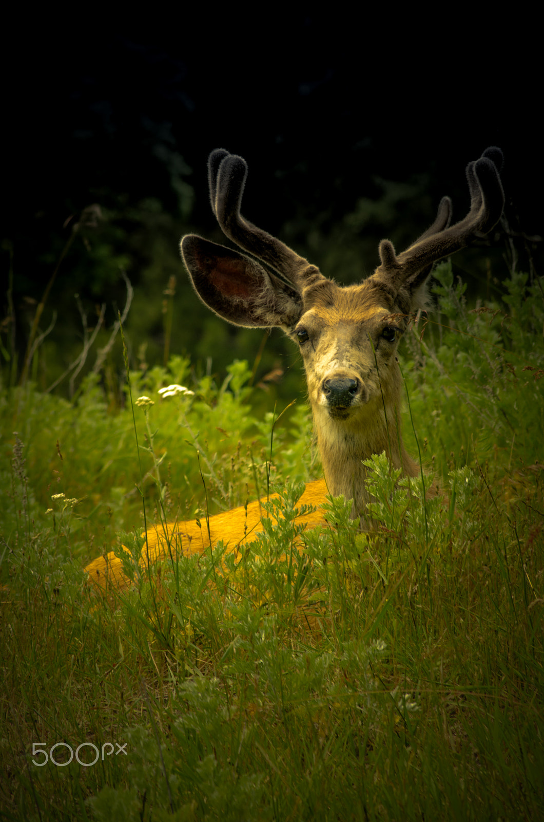 Nikon D7000 + AF Nikkor 70-210mm f/4-5.6 sample photo. Young buck photography
