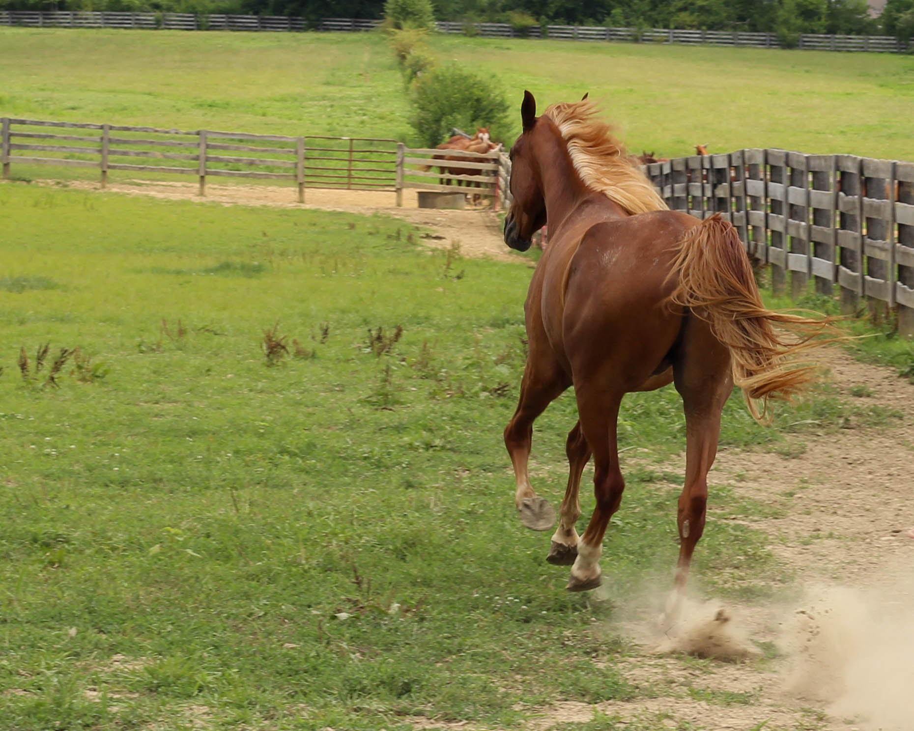 Canon EOS 1200D (EOS Rebel T5 / EOS Kiss X70 / EOS Hi) + Canon EF 50mm F1.8 II sample photo. Run forrest photography