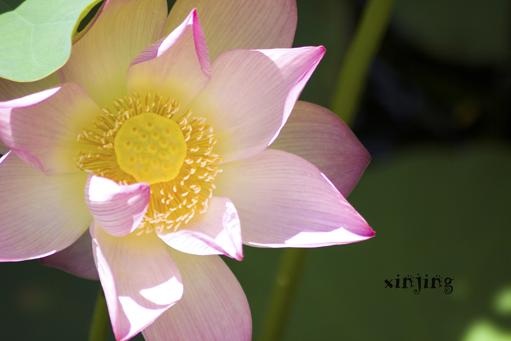 Canon EOS 50D sample photo