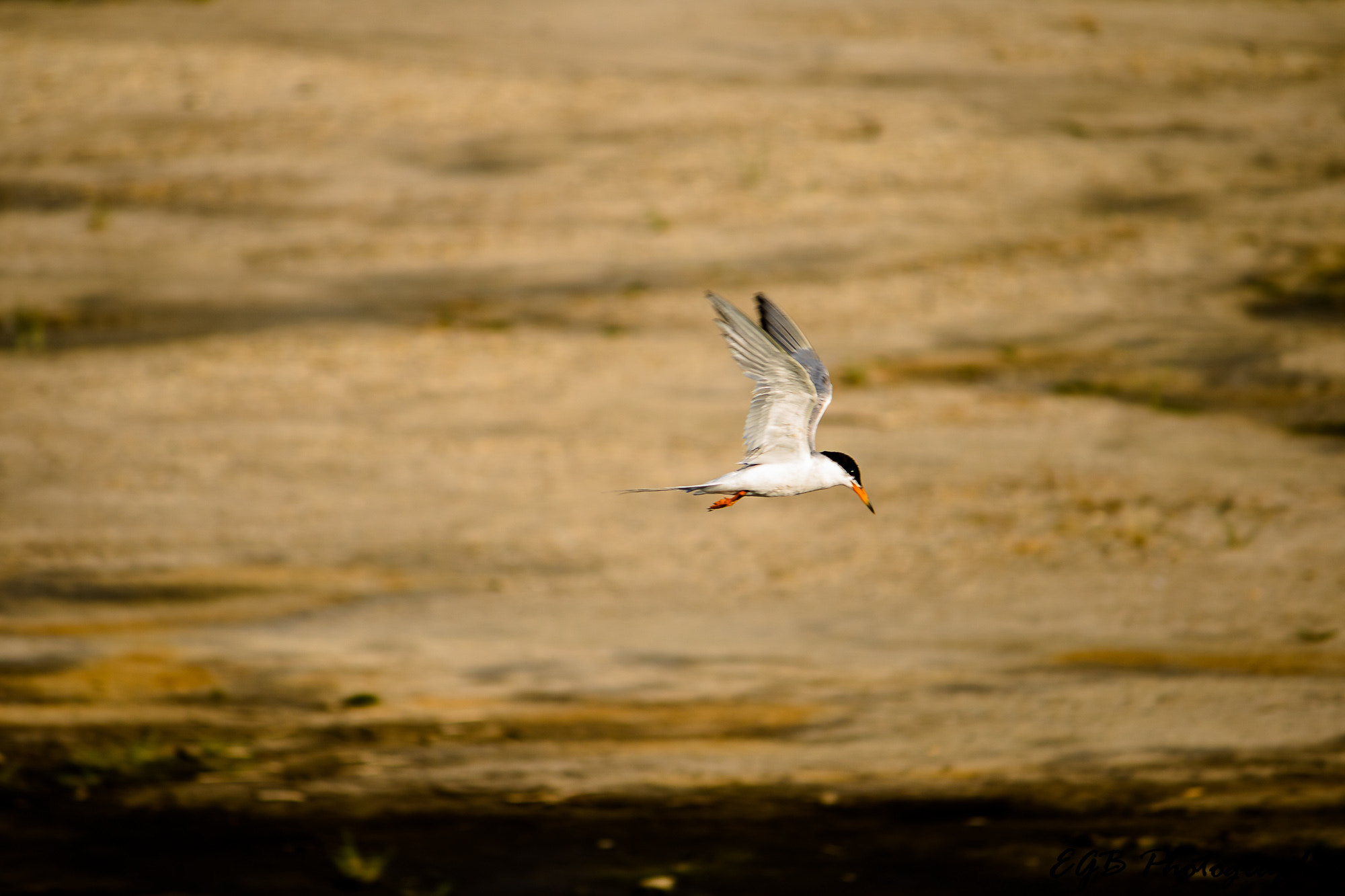 Canon EF-S 55-250mm F4-5.6 IS sample photo. Fly high photography