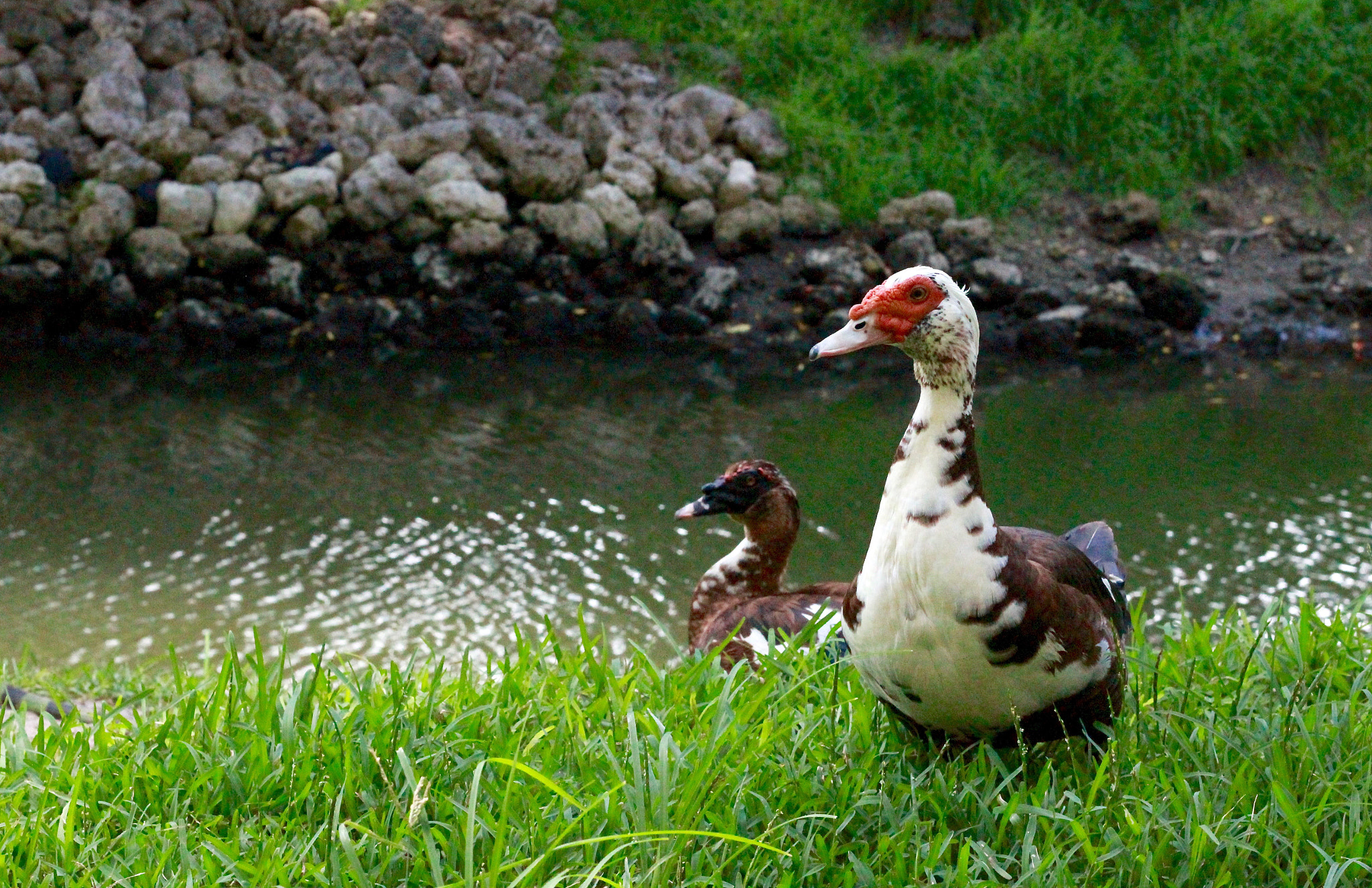 Canon EOS 1200D (EOS Rebel T5 / EOS Kiss X70 / EOS Hi) + Canon EF 50mm F1.8 II sample photo. Duck friends photography