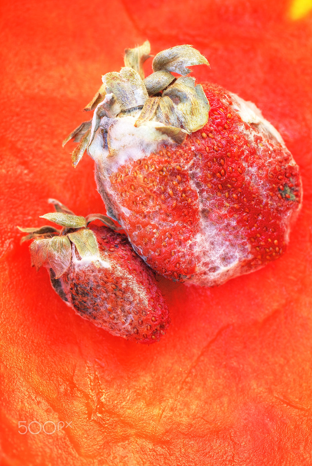 Canon EOS 5DS + Canon EF 100mm F2.8L Macro IS USM sample photo. Rotten strawberries with fungus photography