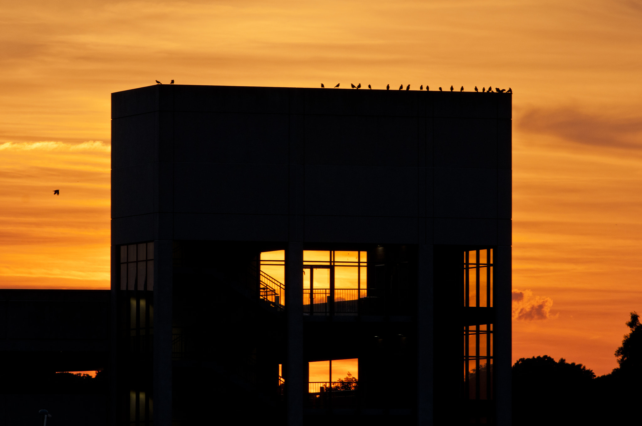 Nikon D90 + Nikon AF-S Nikkor 300mm F4D ED-IF sample photo. Birds watching the sunset photography