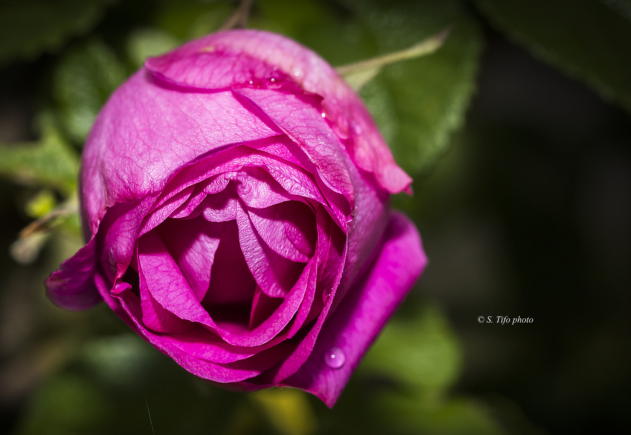 Sigma 105mm F2.8 EX DG OS HSM sample photo. Pink ... photography