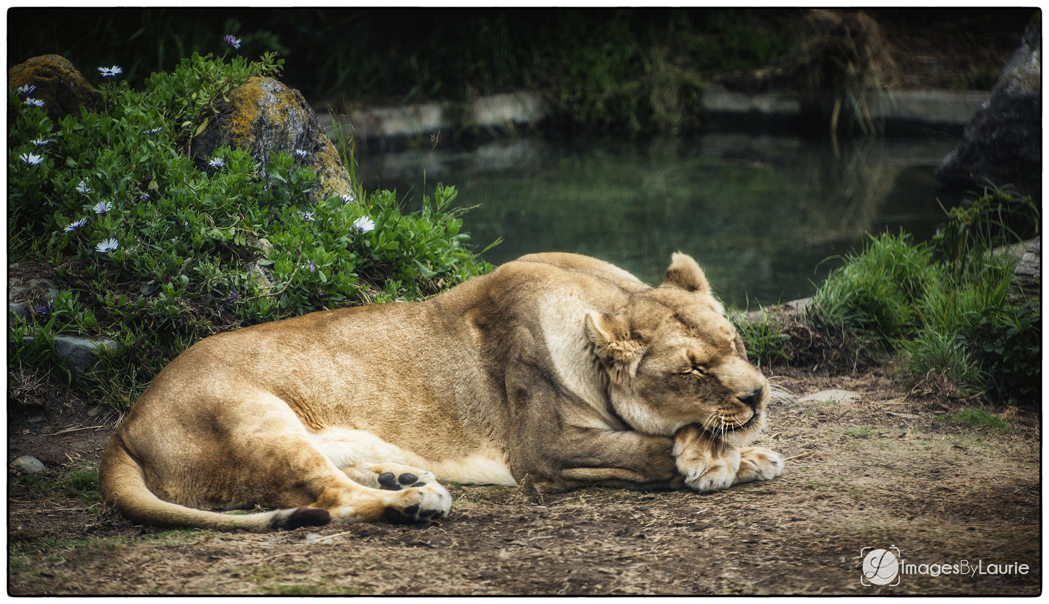 Nikon D4 sample photo. Let sleeping lions lie photography