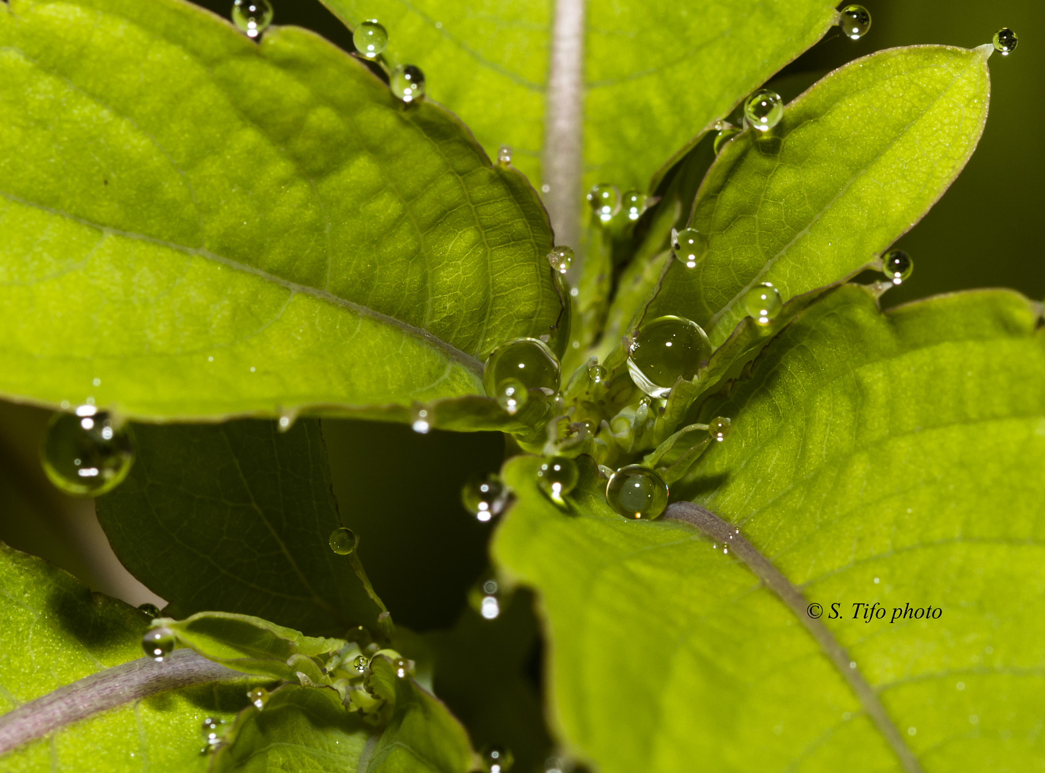 Sigma 105mm F2.8 EX DG OS HSM sample photo. Crystal balls ... photography