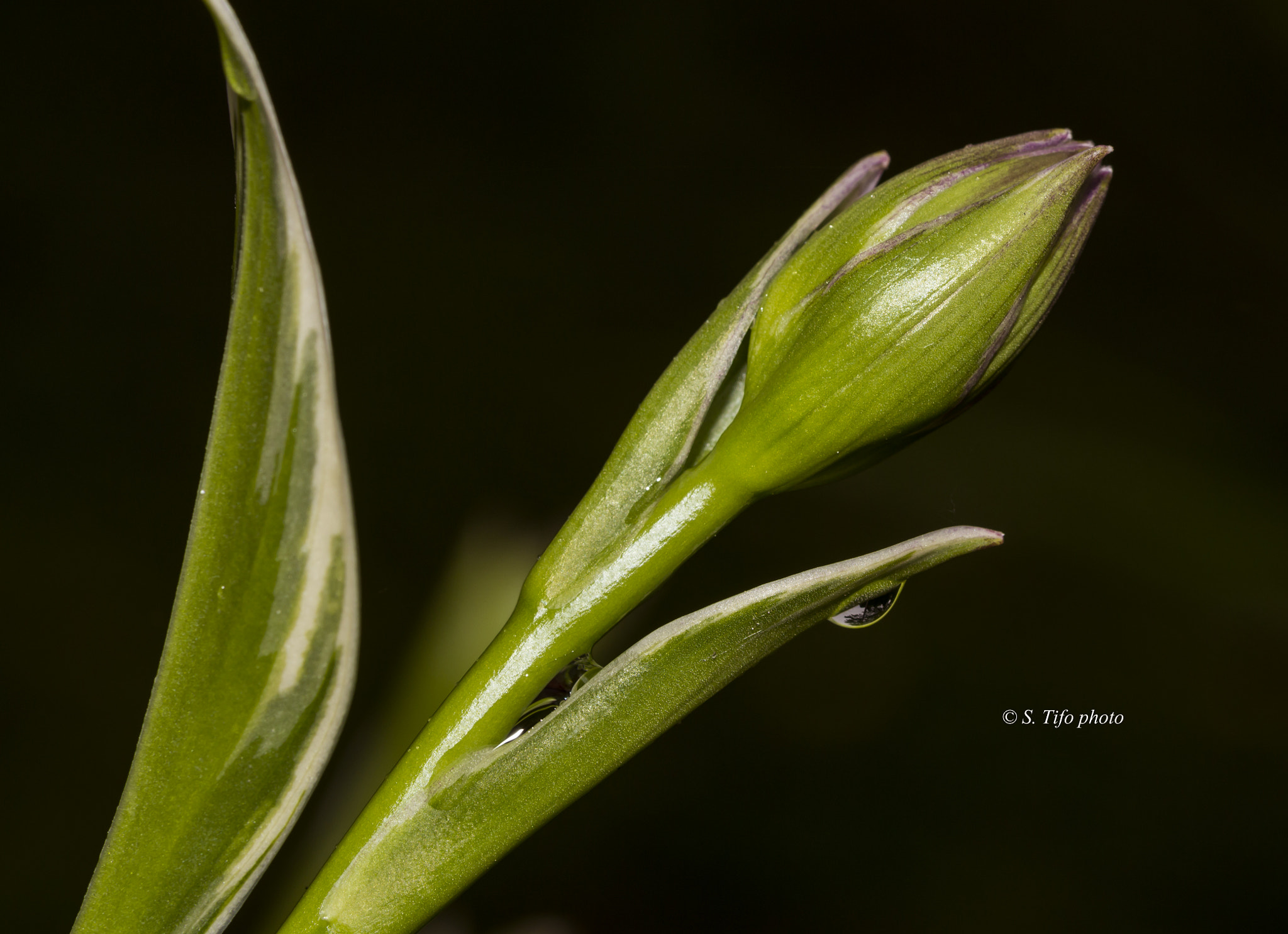 Sigma 105mm F2.8 EX DG OS HSM sample photo. Perle ... photography