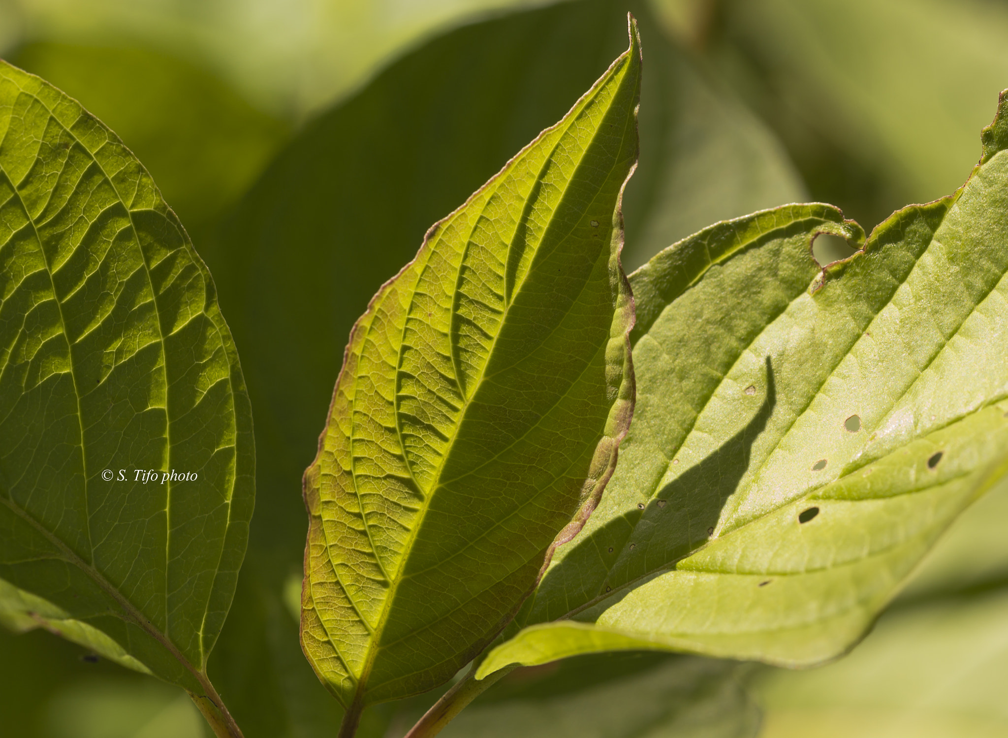 Sigma 105mm F2.8 EX DG OS HSM sample photo. Sunlight and shadow ... photography