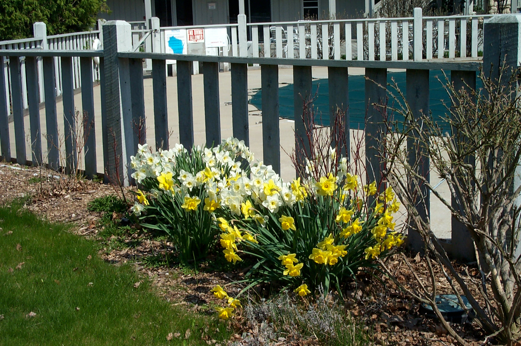 Kodak DC280 ZOOM DIGITAL CAMERA sample photo. Spring flowers in door county, wisconsin photography