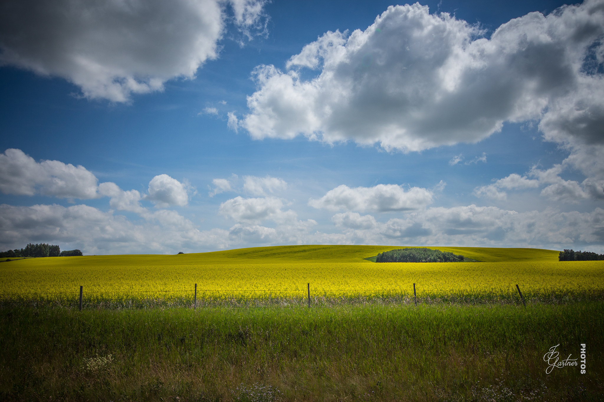 Canon EOS 650D (EOS Rebel T4i / EOS Kiss X6i) sample photo. Field of yellow photography