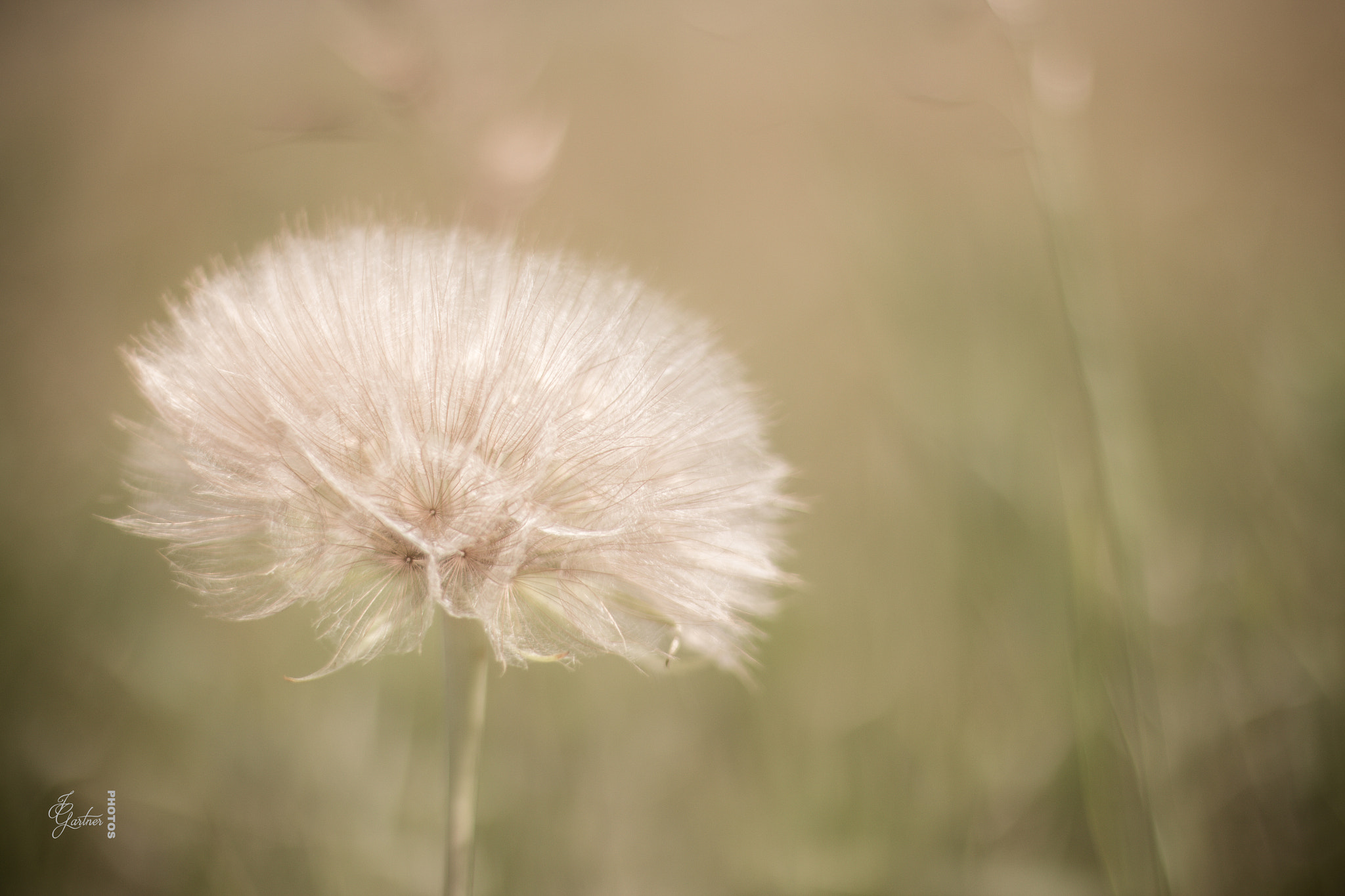 Canon EOS 650D (EOS Rebel T4i / EOS Kiss X6i) sample photo. Magical dandelion photography