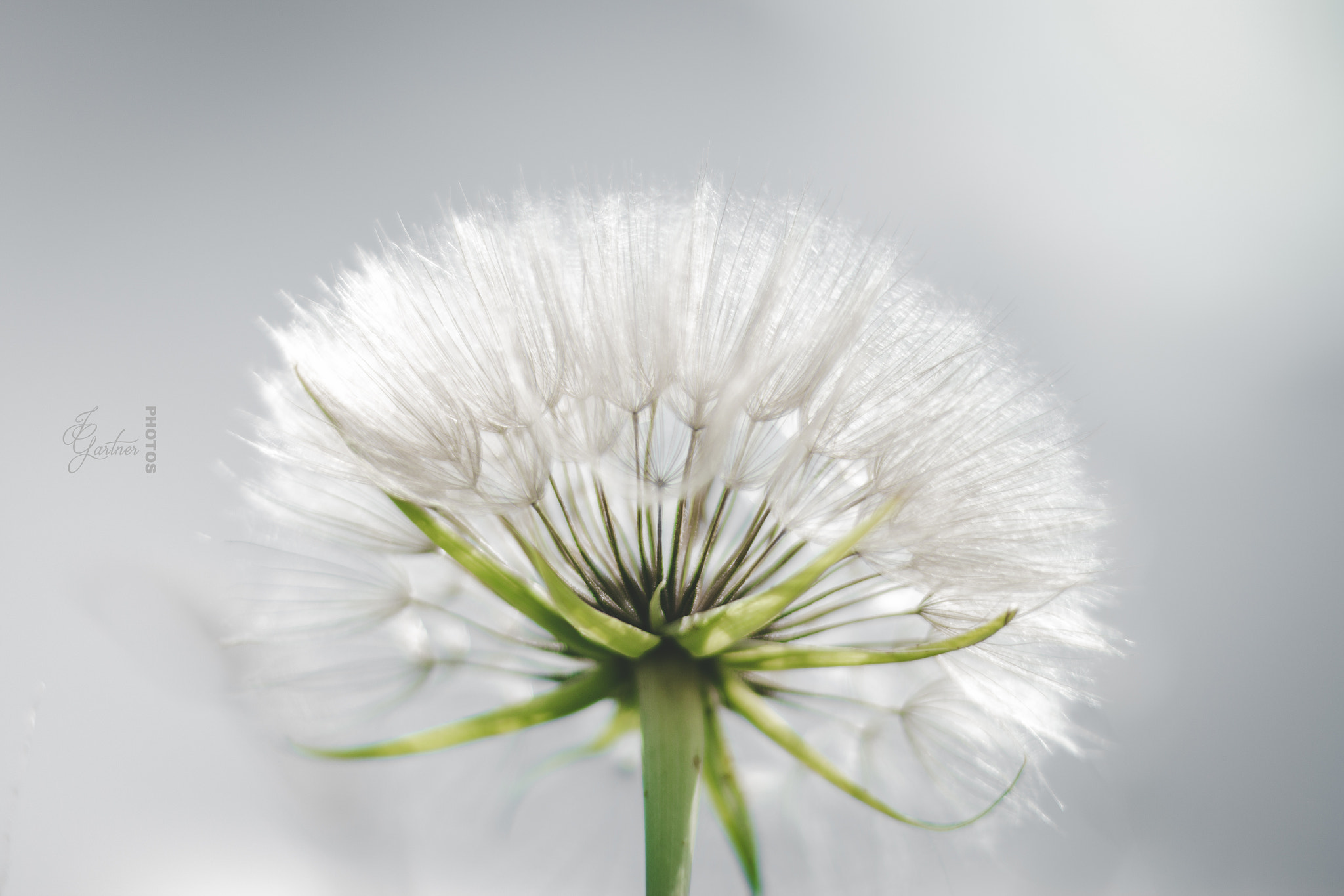 Canon EOS 650D (EOS Rebel T4i / EOS Kiss X6i) sample photo. Magical dandelion ii photography