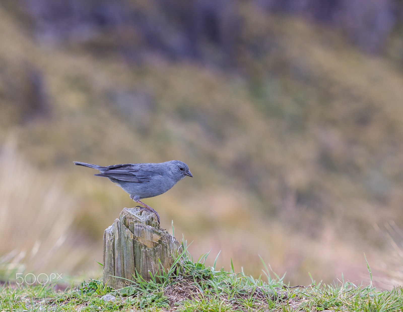 Canon EF 100mm F2.8 Macro USM sample photo. ... photography