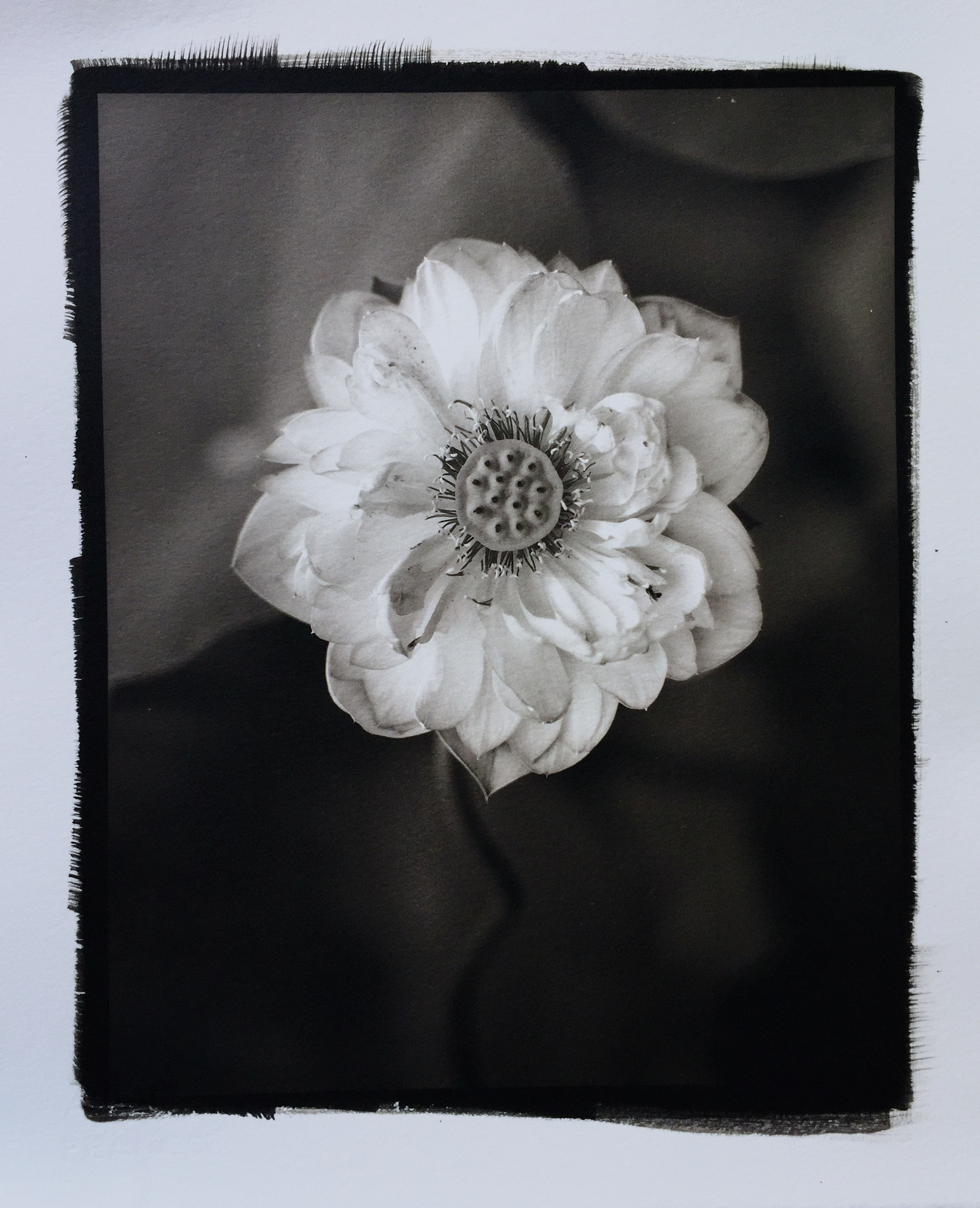 Jag.gr 645 PRO Mk III for Apple iPhone 6 sample photo. 《lotus》——by nikon d3 camera,digital negative,platinotype. photography