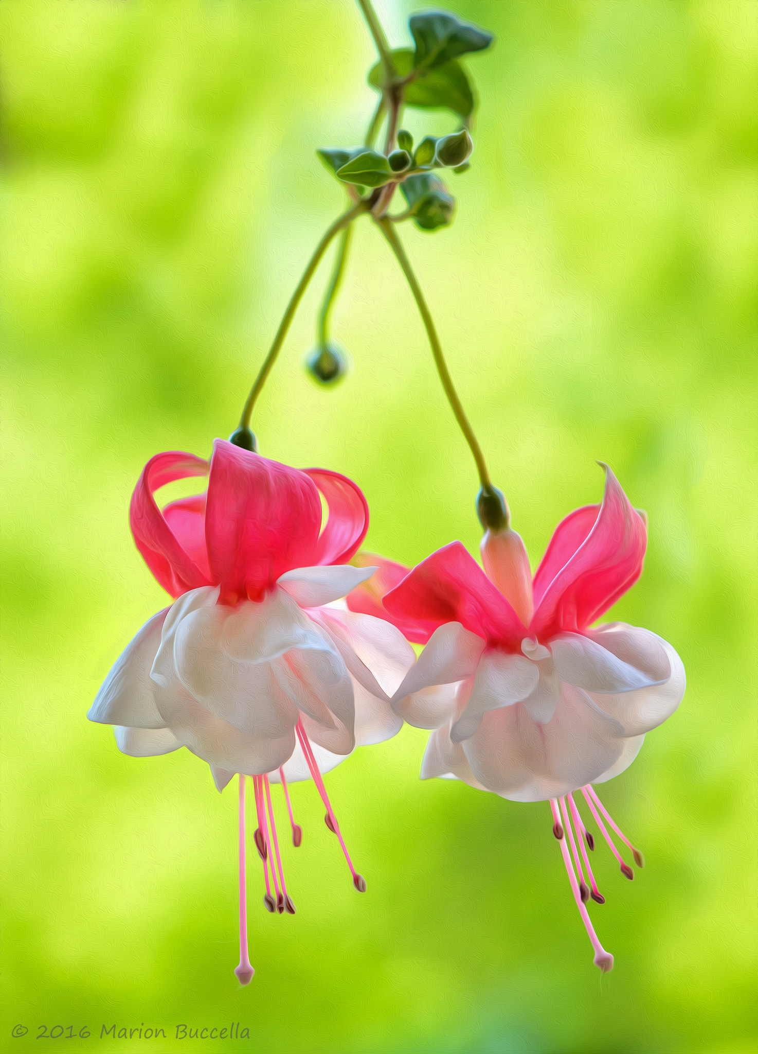 Nikon D7000 + Nikon AF-S DX Micro-Nikkor 85mm F3.5G ED VR sample photo. Fuchsias dancing in the breeze photography