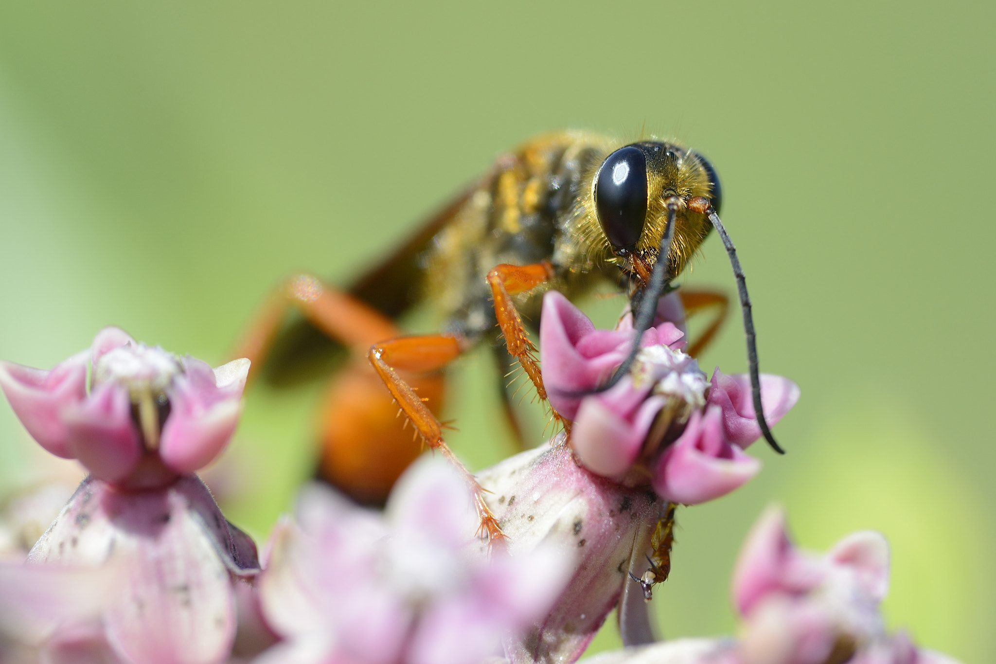 Nikon D4 + Nikon AF Micro-Nikkor 200mm F4D ED-IF sample photo. Insecte photography