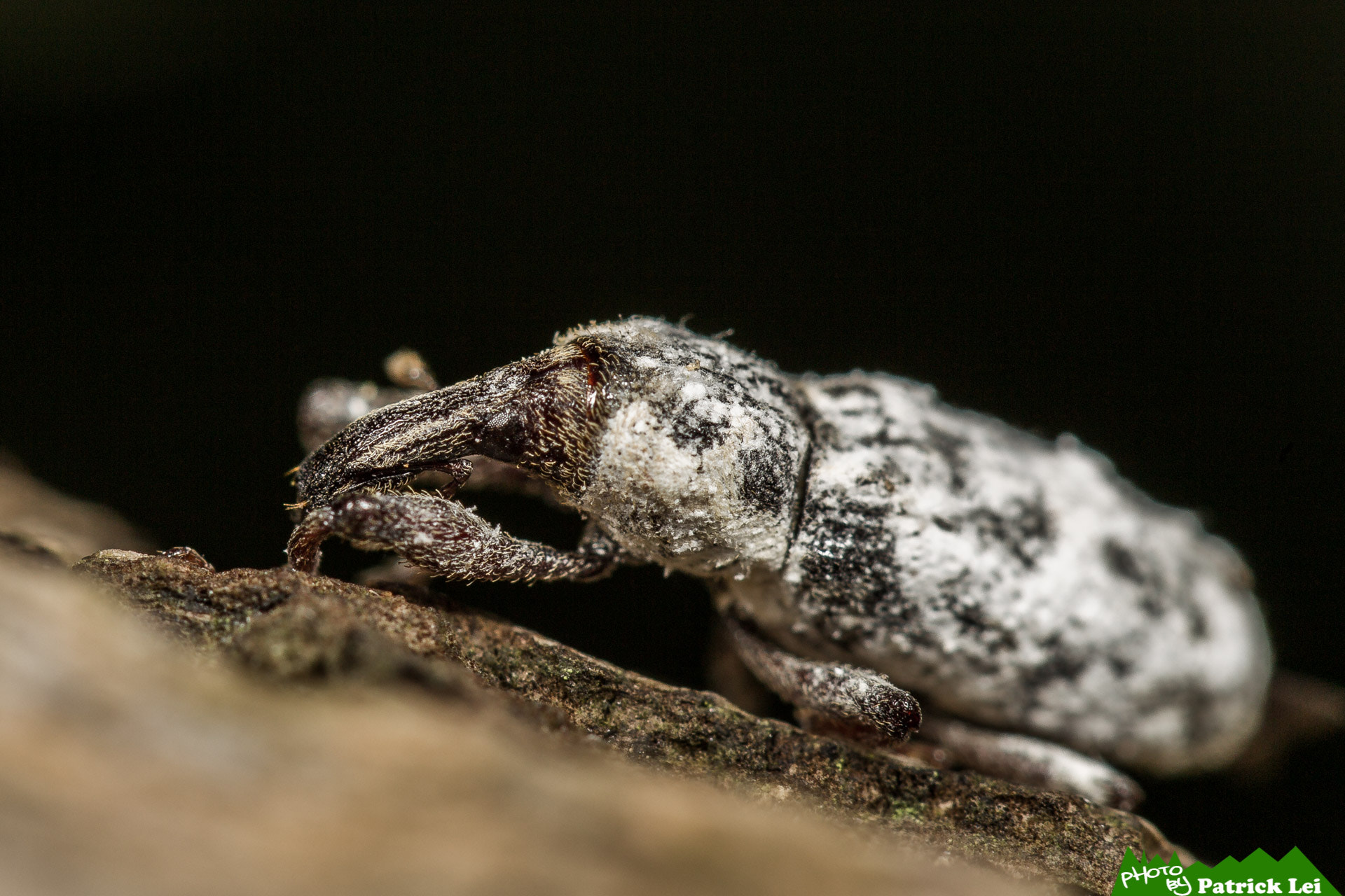 Canon EOS-1D Mark IV + Canon EF 100mm F2.8L Macro IS USM sample photo. Weevil - lazy moving photography