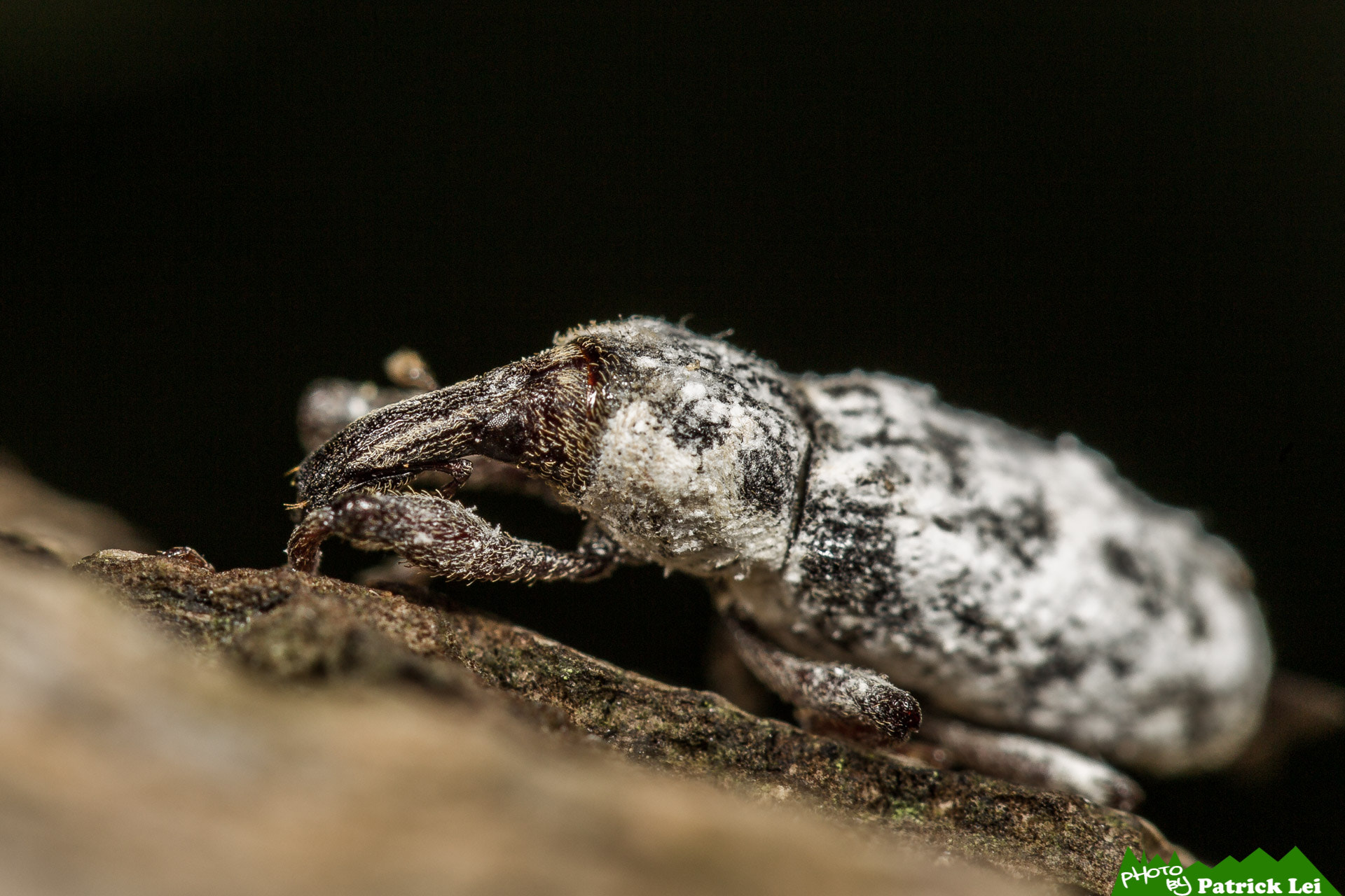 Canon EOS-1D Mark IV sample photo. Weevil - lazy moving photography