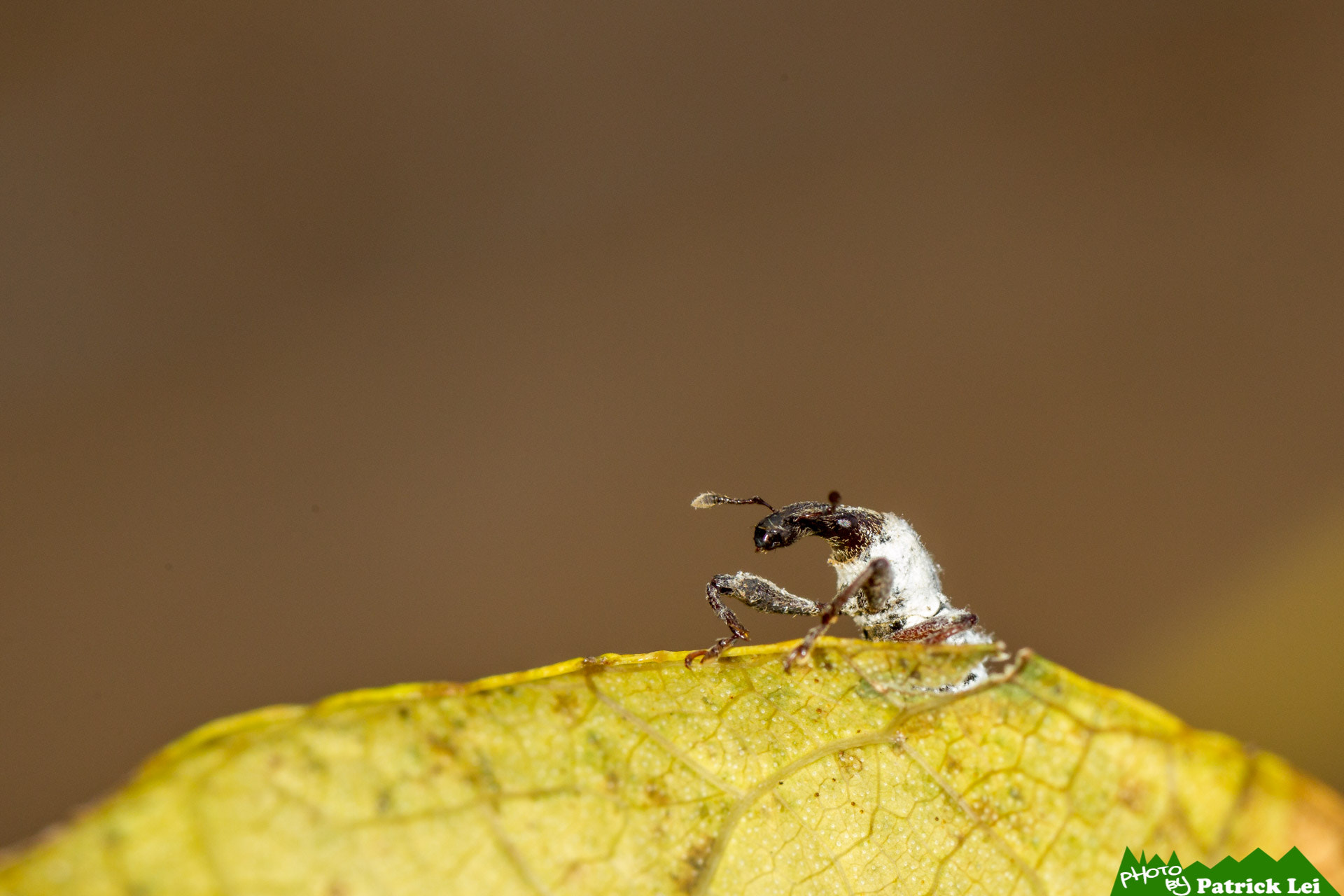 Canon EOS-1D Mark IV sample photo. Weevil - always have their day photography