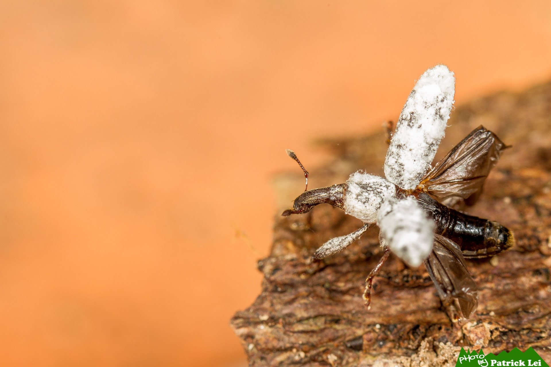 Canon EOS-1D Mark IV sample photo. Weevil - soar photography