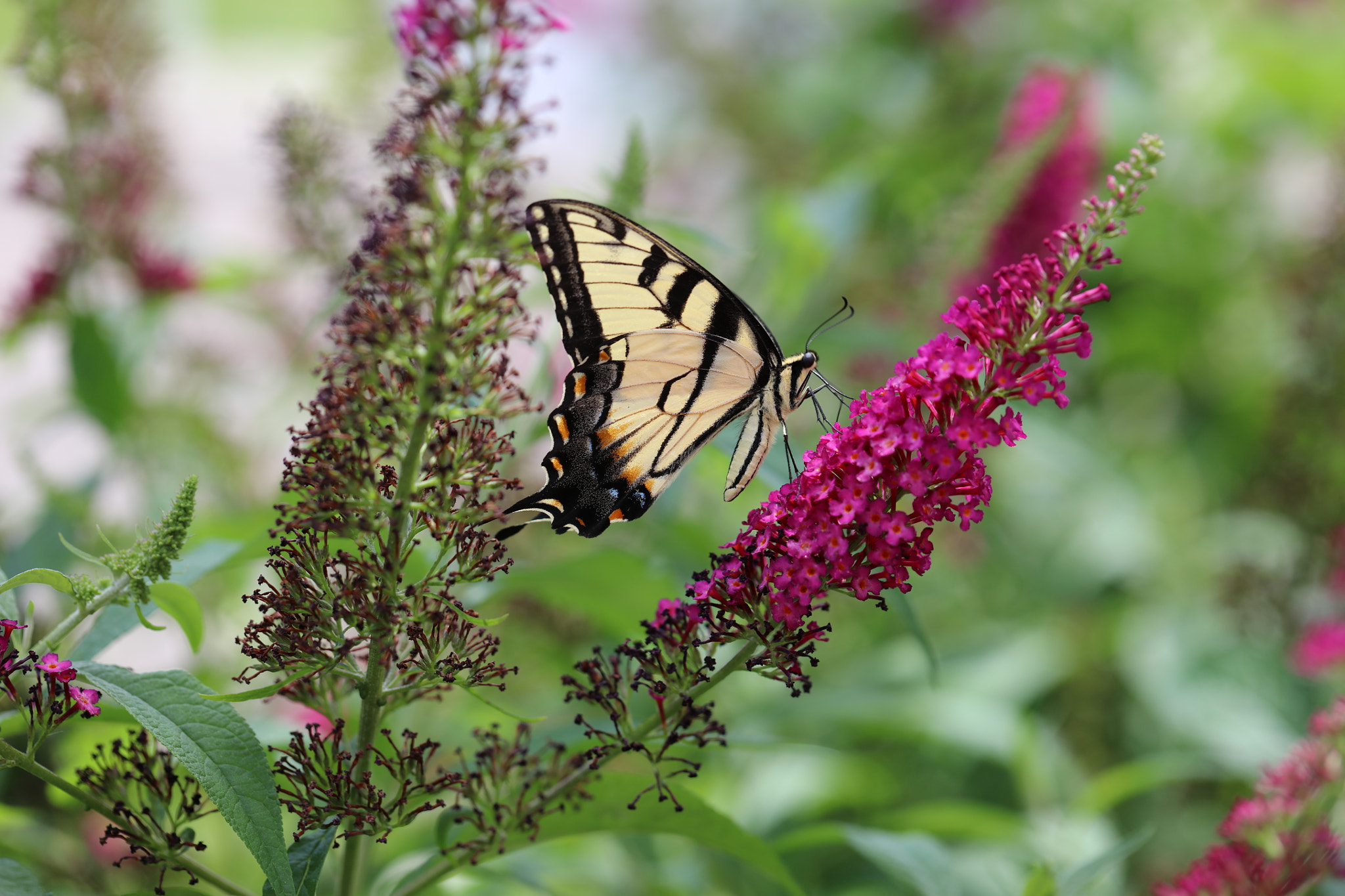 Canon EOS 5DS + Canon EF 100mm F2.8L Macro IS USM sample photo. Yellow buttefly photography