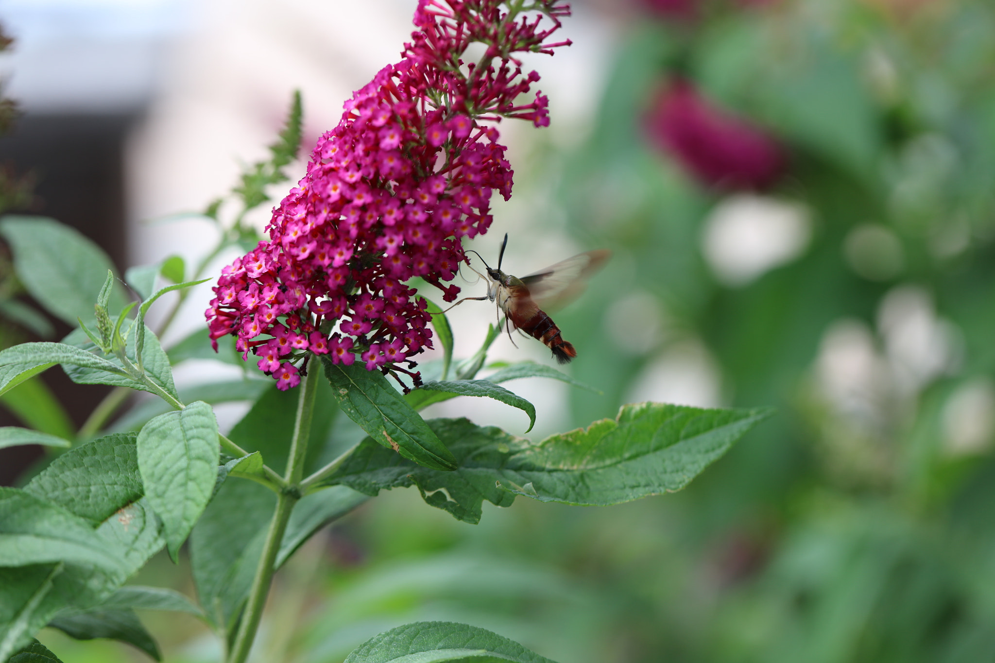Canon EOS 5DS + Canon EF 100mm F2.8L Macro IS USM sample photo. Hummingbird moth photography