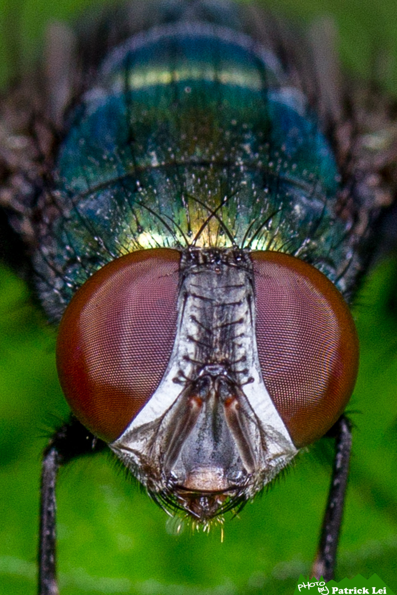 Canon EOS-1D Mark IV sample photo. Fly - close up photography