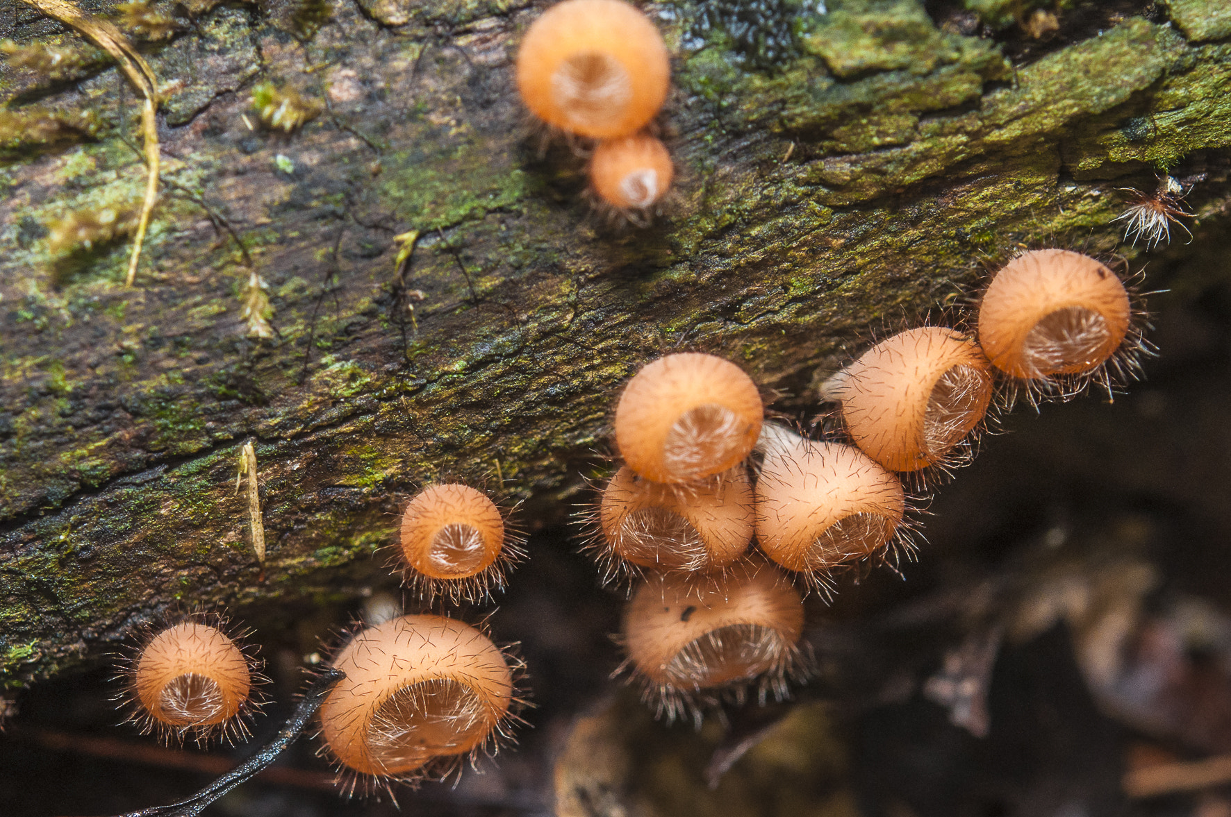 Nikon AF-S Micro-Nikkor 60mm F2.8G ED sample photo. The forest floor photography