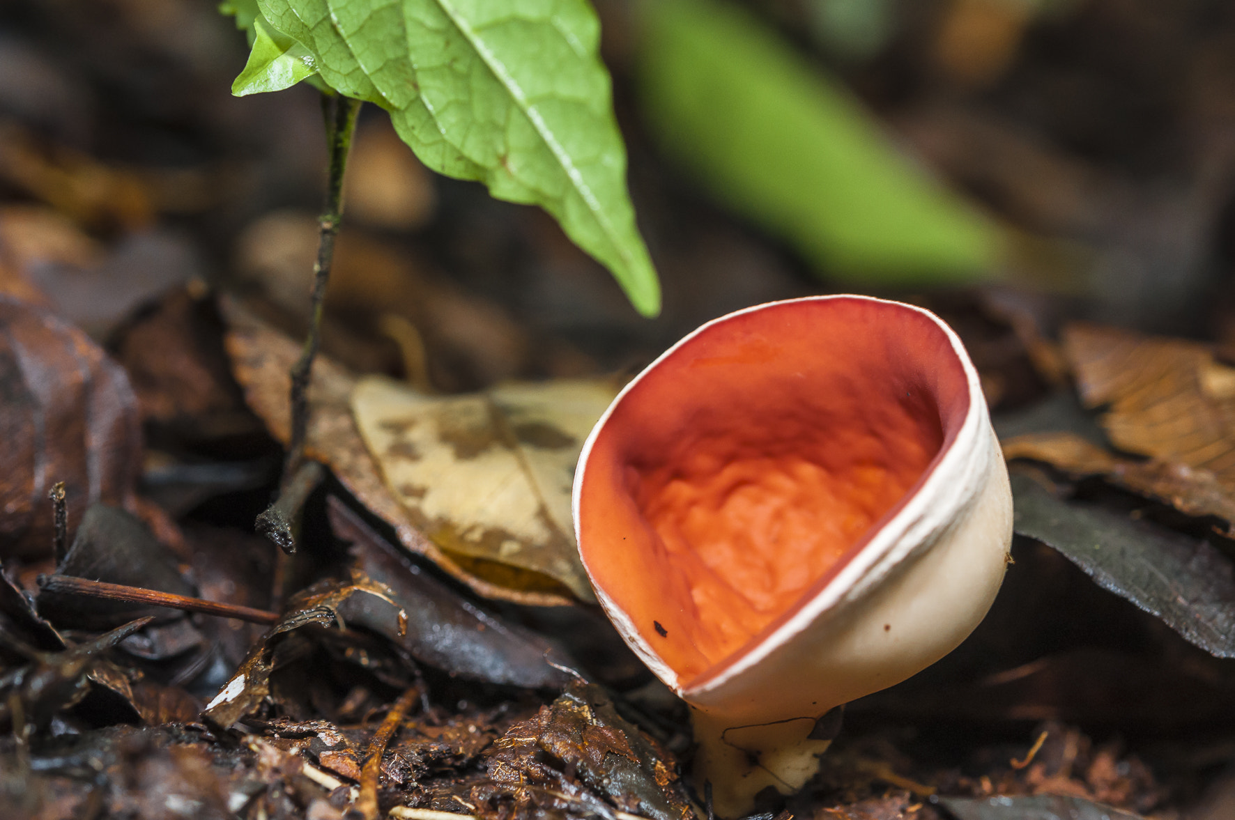 Nikon AF-S Micro-Nikkor 60mm F2.8G ED sample photo. The forest floor photography